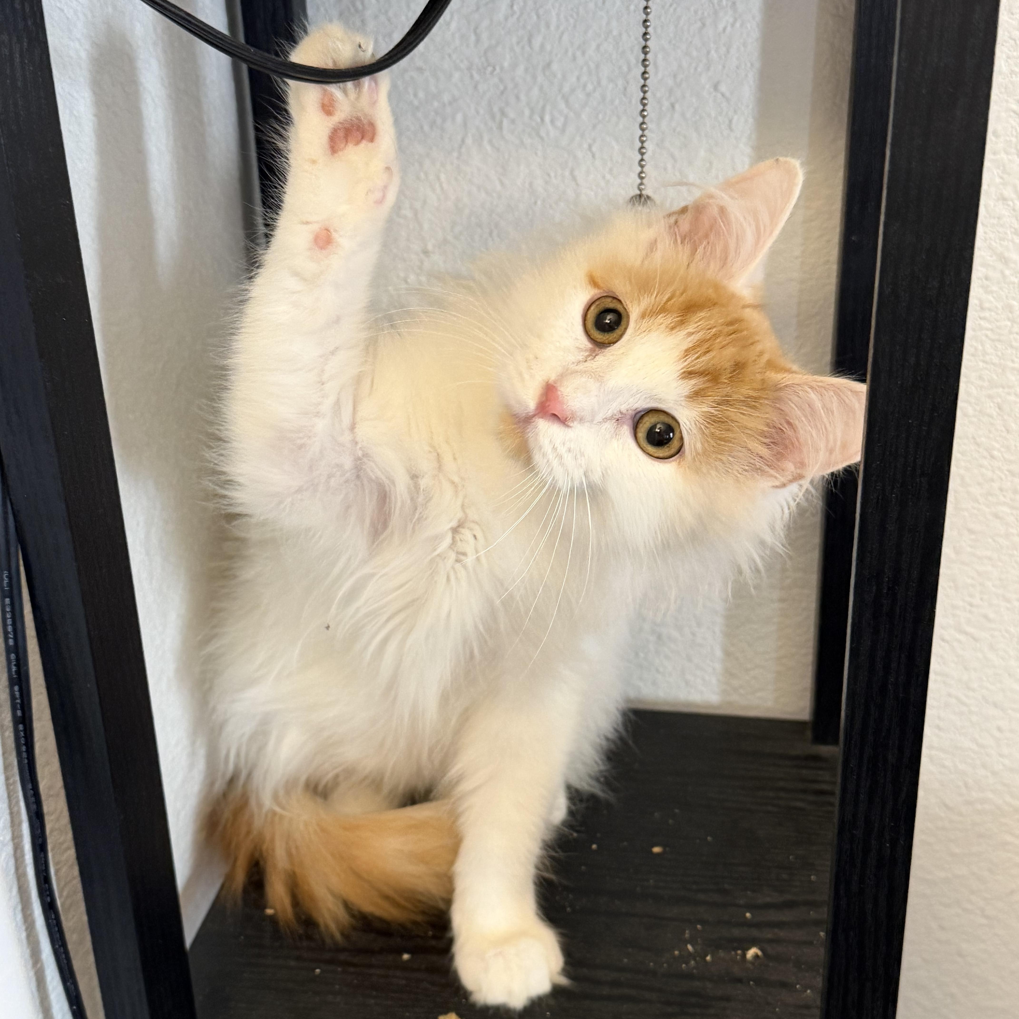 Enlarge Rsmd Org Wt Cutie , a ADOPTABLE Domestic Long Hair in Glendora, CA image 4/6