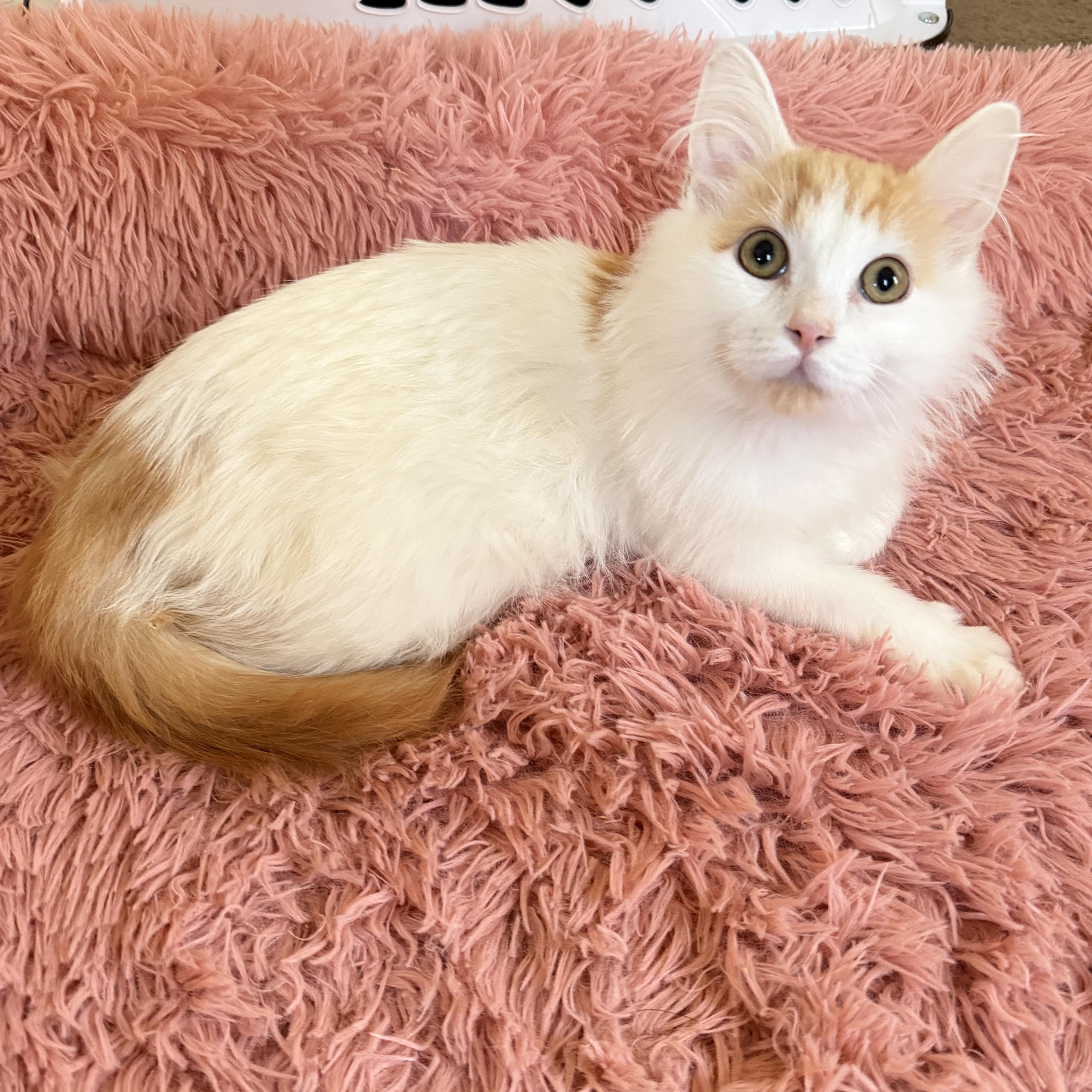 Enlarge Rsmd Org Wt Cutie , a ADOPTABLE Domestic Long Hair in Glendora, CA image 2/6