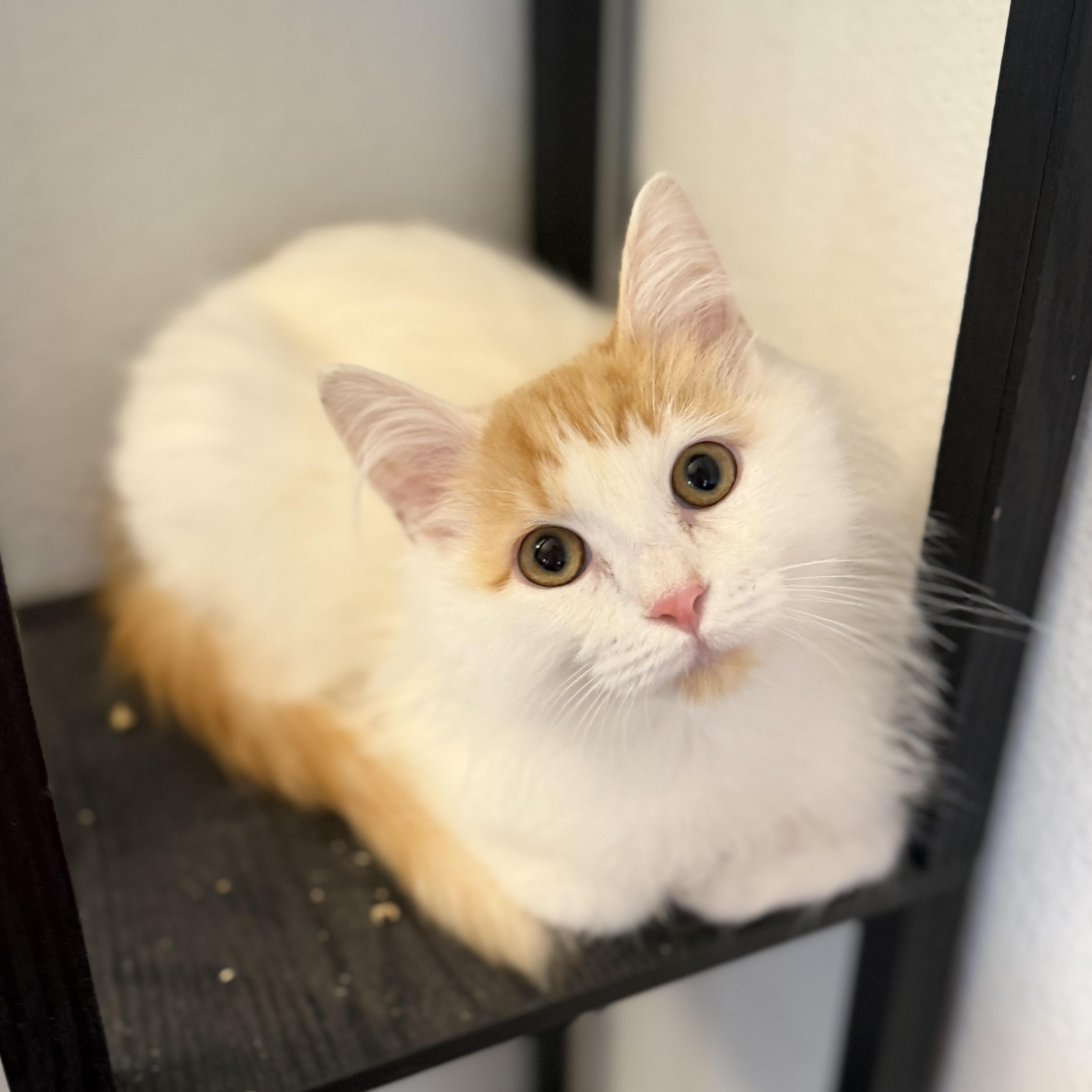 Enlarge Rsmd Org Wt Cutie , a ADOPTABLE Domestic Long Hair in Glendora, CA image 3/6