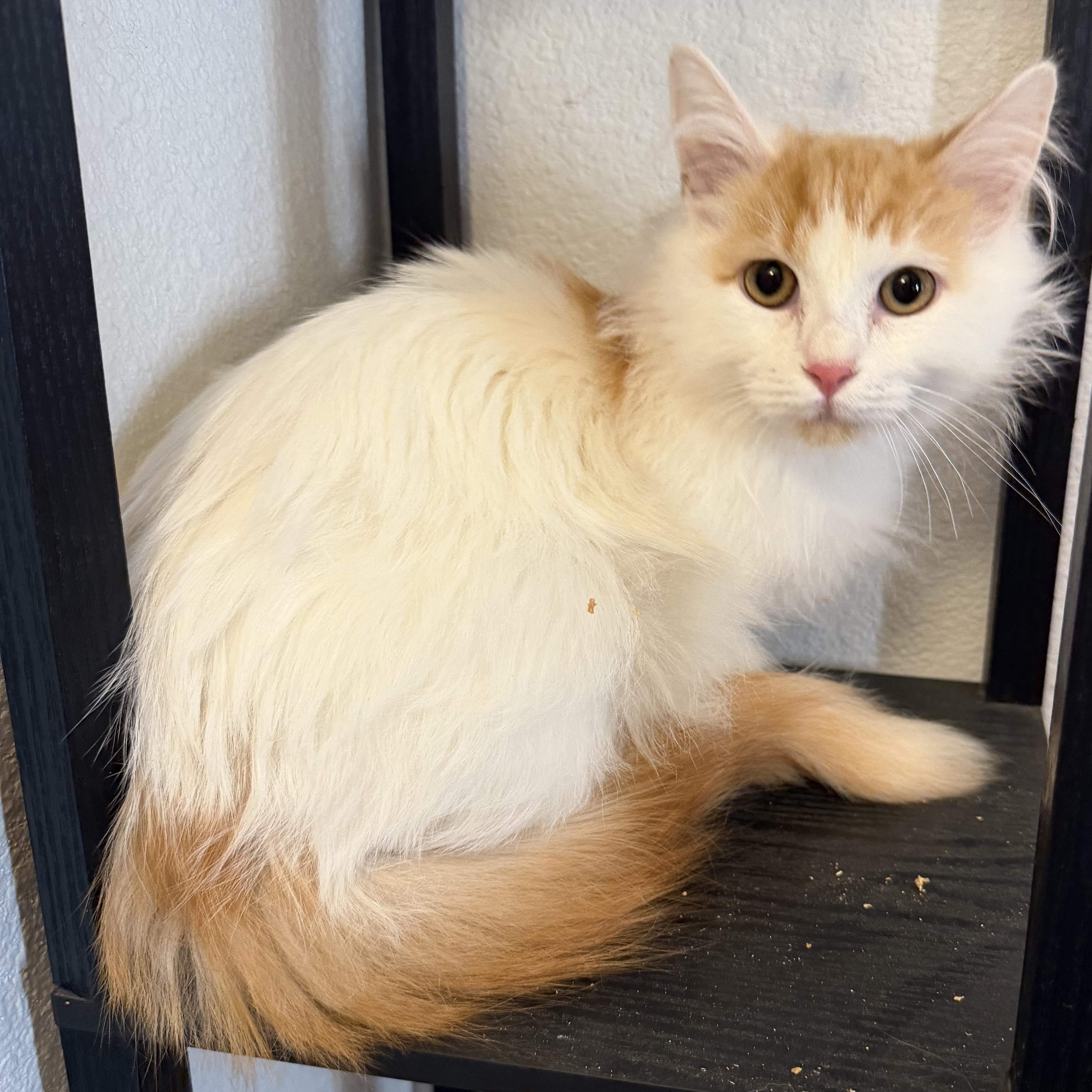Enlarge Rsmd Org Wt Cutie , a ADOPTABLE Domestic Long Hair in Glendora, CA image 6/6