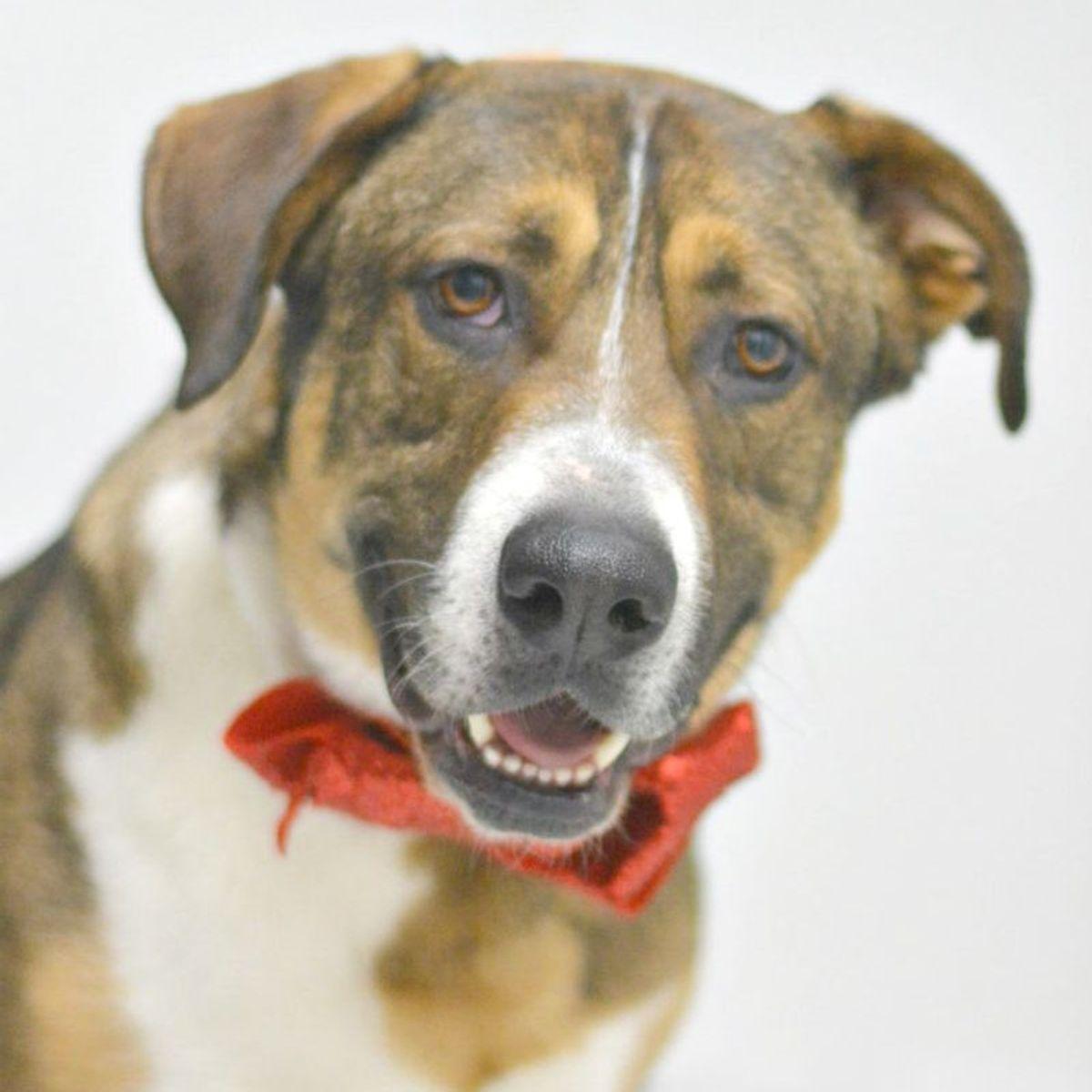 Caine, Adoptable, Adult Male Mastiff & German Shepherd Dog.