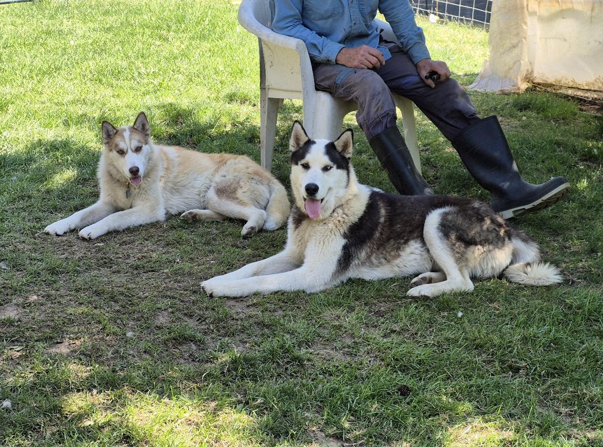 Balto, an adoptable Siberian Husky in Pasco, WA, 99301 | Photo Image 5