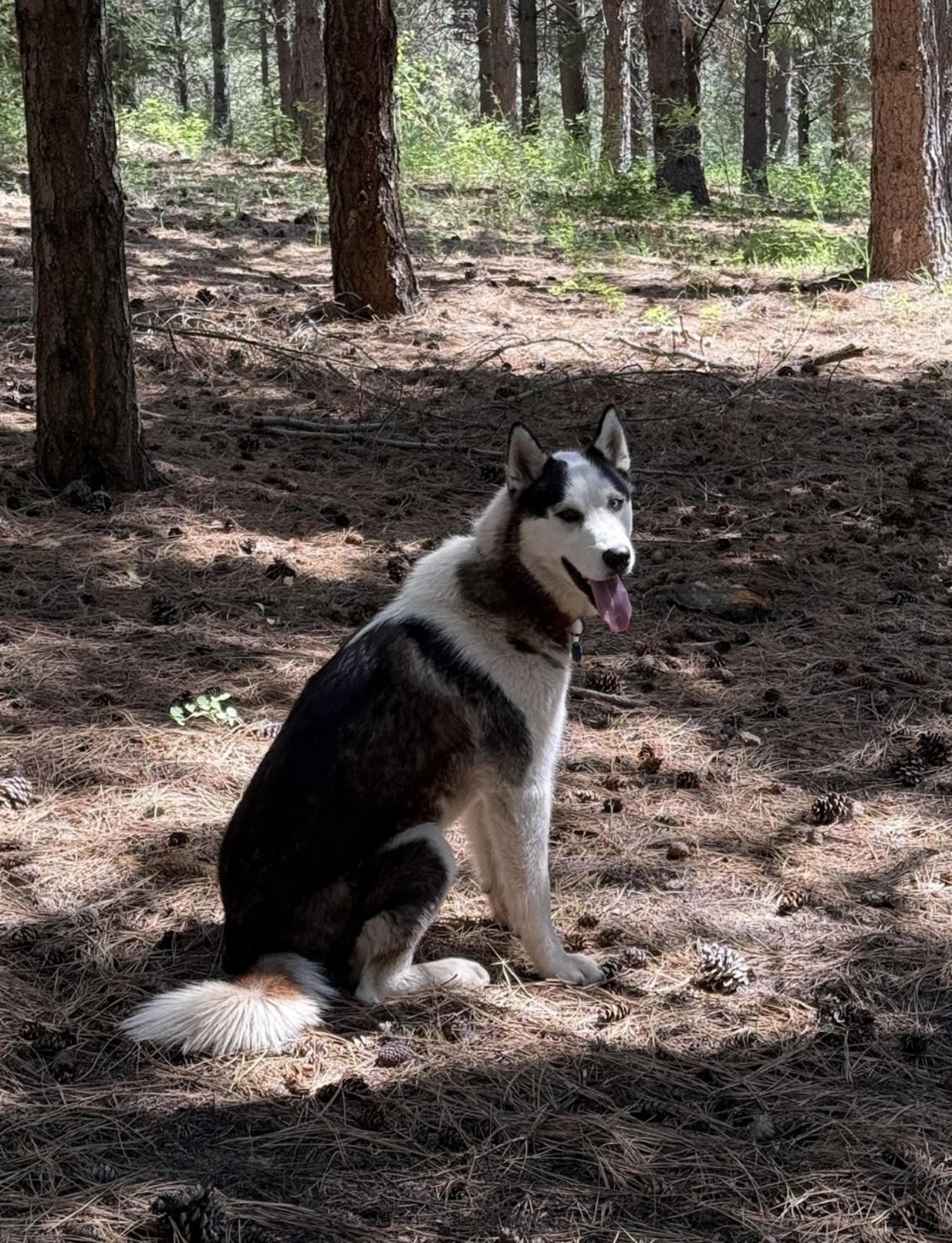 Enlarge Balto, a Adoptable Siberian Husky in Pasco, WA image 6/6