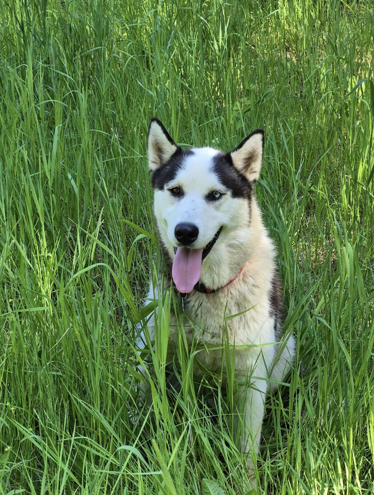 Enlarge Balto, a Adoptable Siberian Husky in Pasco, WA image 1/6