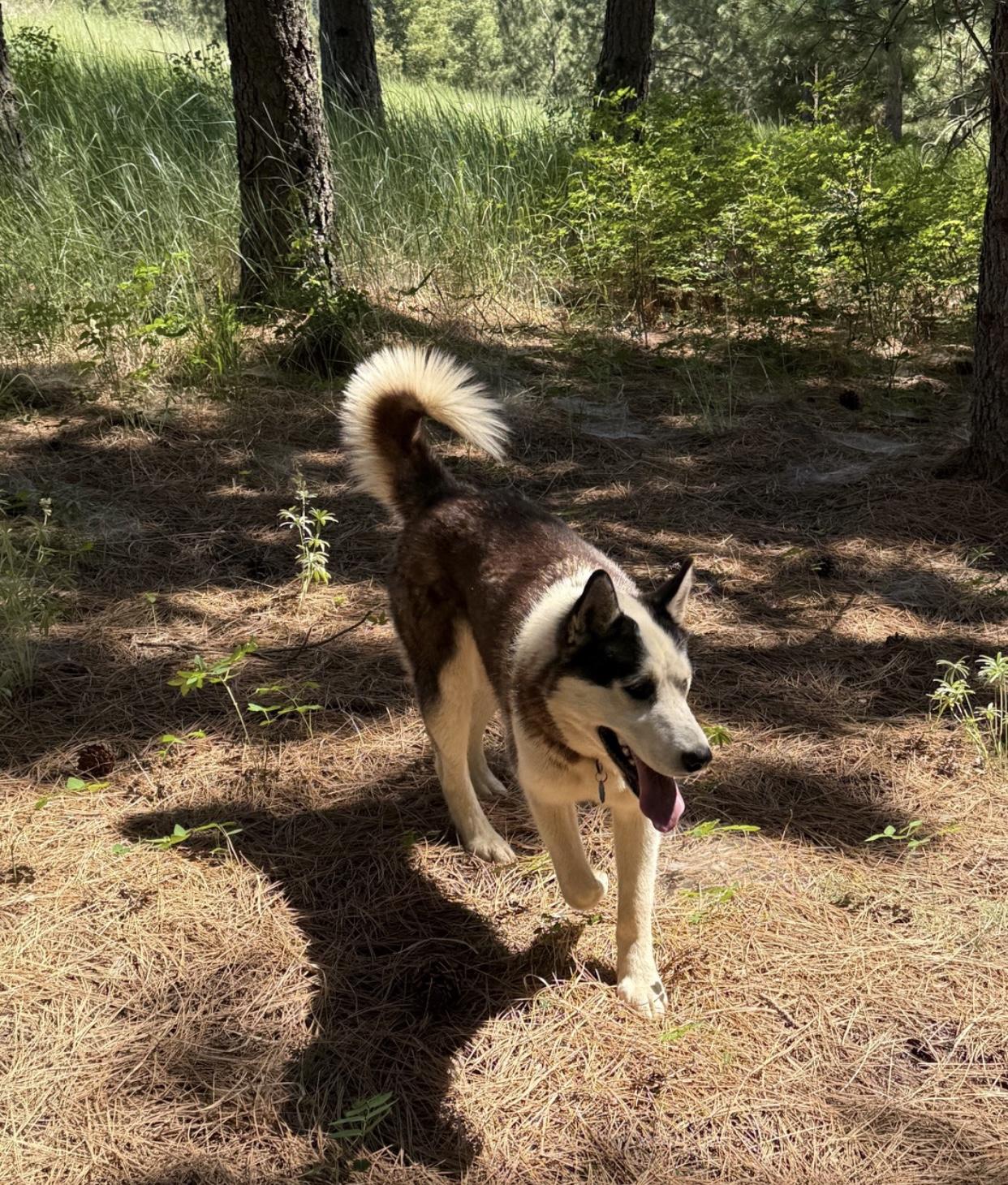 Balto, an adoptable Siberian Husky in Pasco, WA, 99301 | Photo Image 3