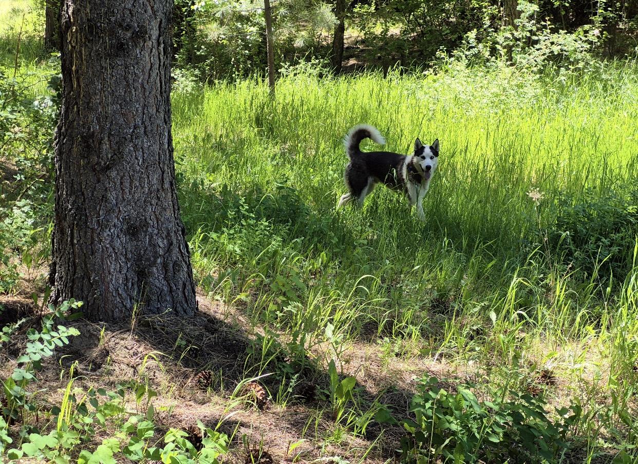Balto, an adoptable Siberian Husky in Pasco, WA, 99301 | Photo Image 2
