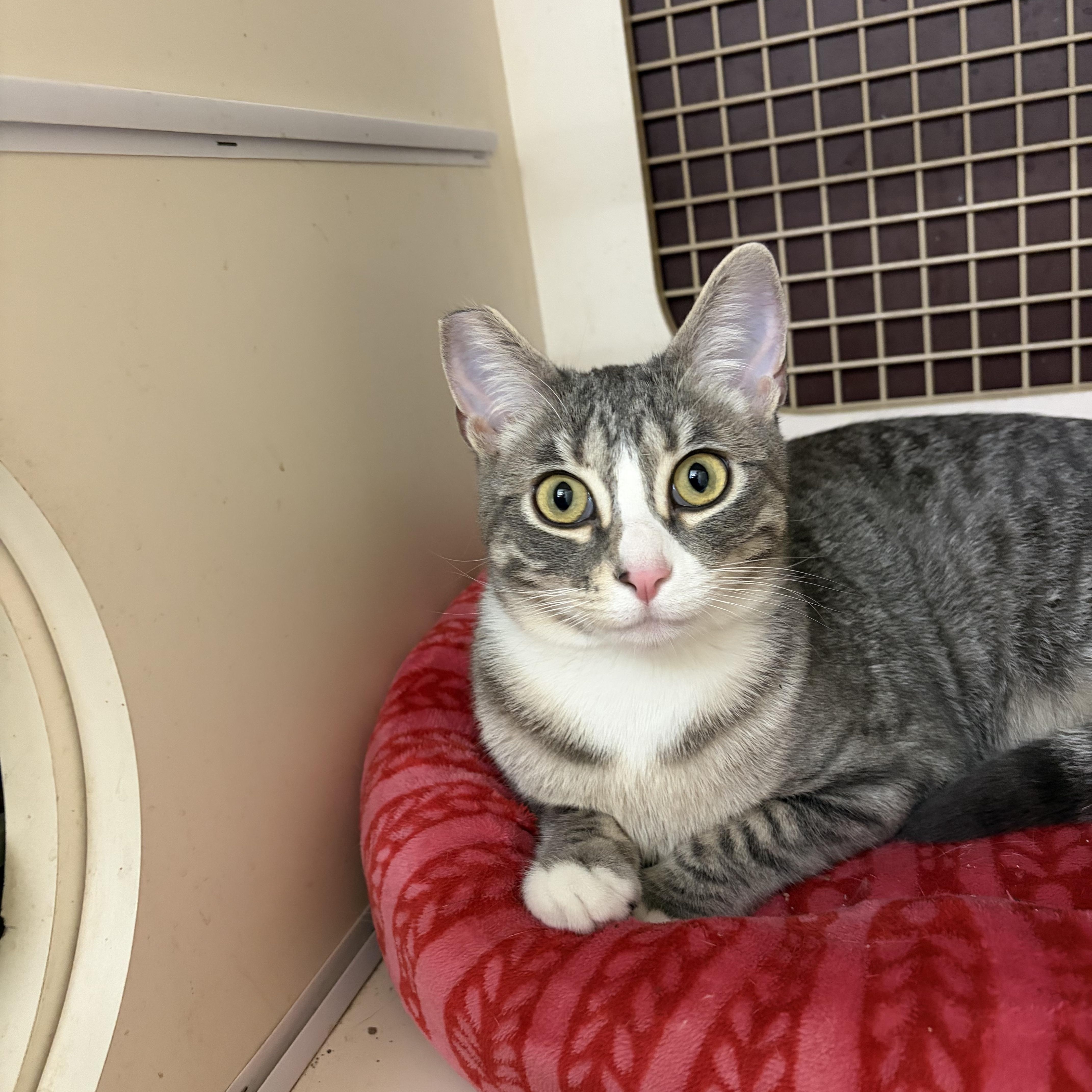 Enlarge Pitter Patter, a Adoptable Tabby in Las Vegas, NV image 1/1