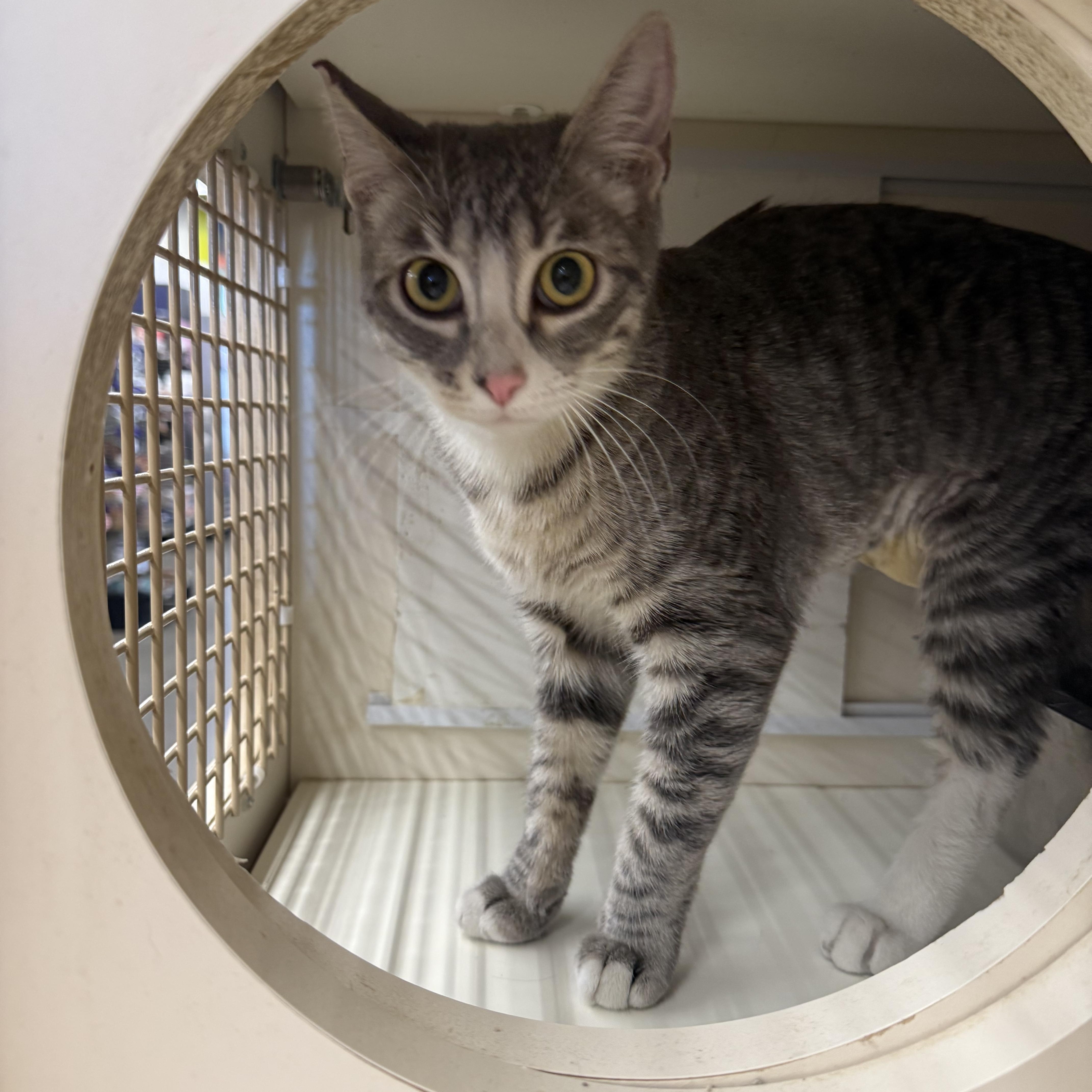 Pitter Patter, ADOPTABLE, Young Female Tabby.