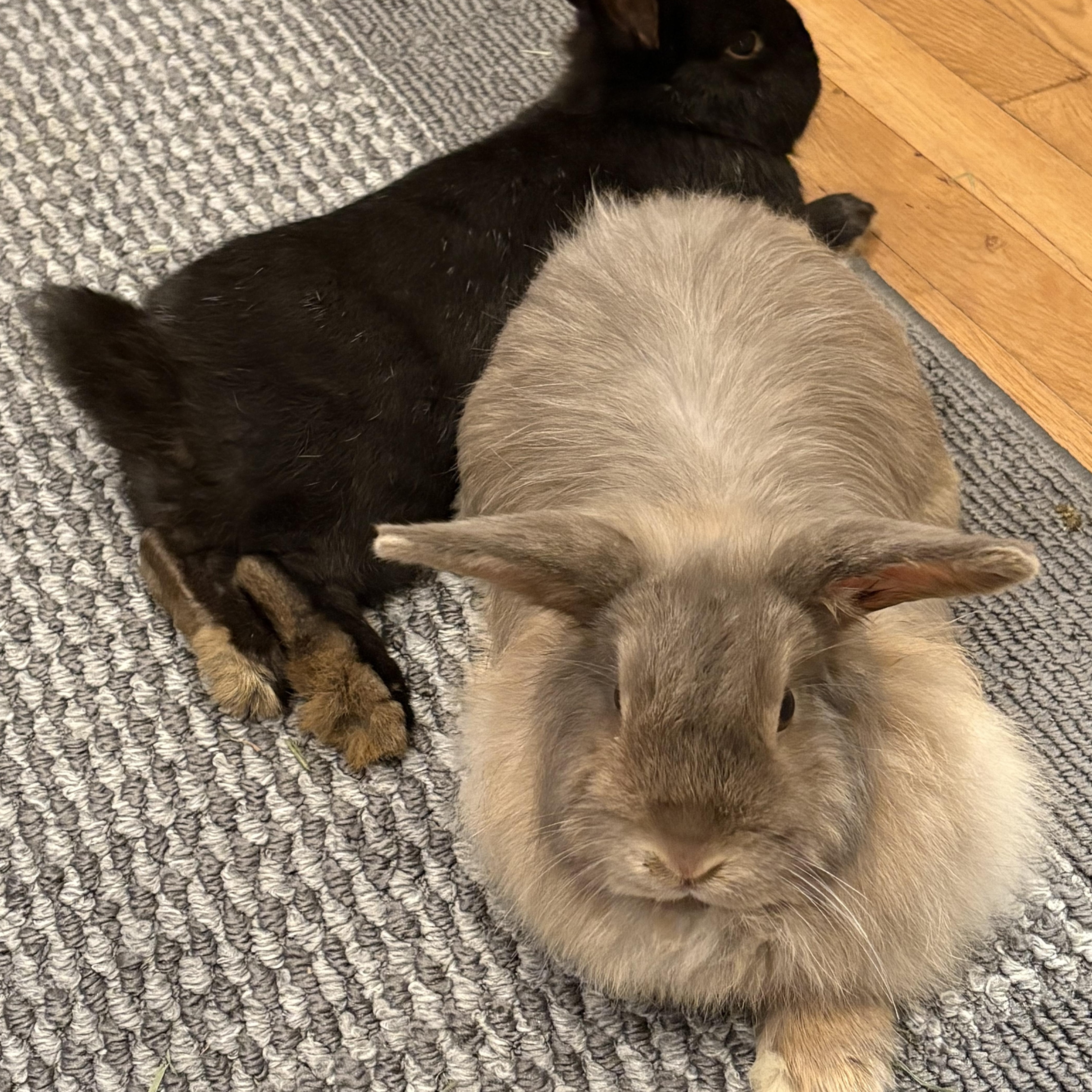 SADIE & SLIM SHADY, a Adoptable mixed breed in Forest Hills, NY image 2/2