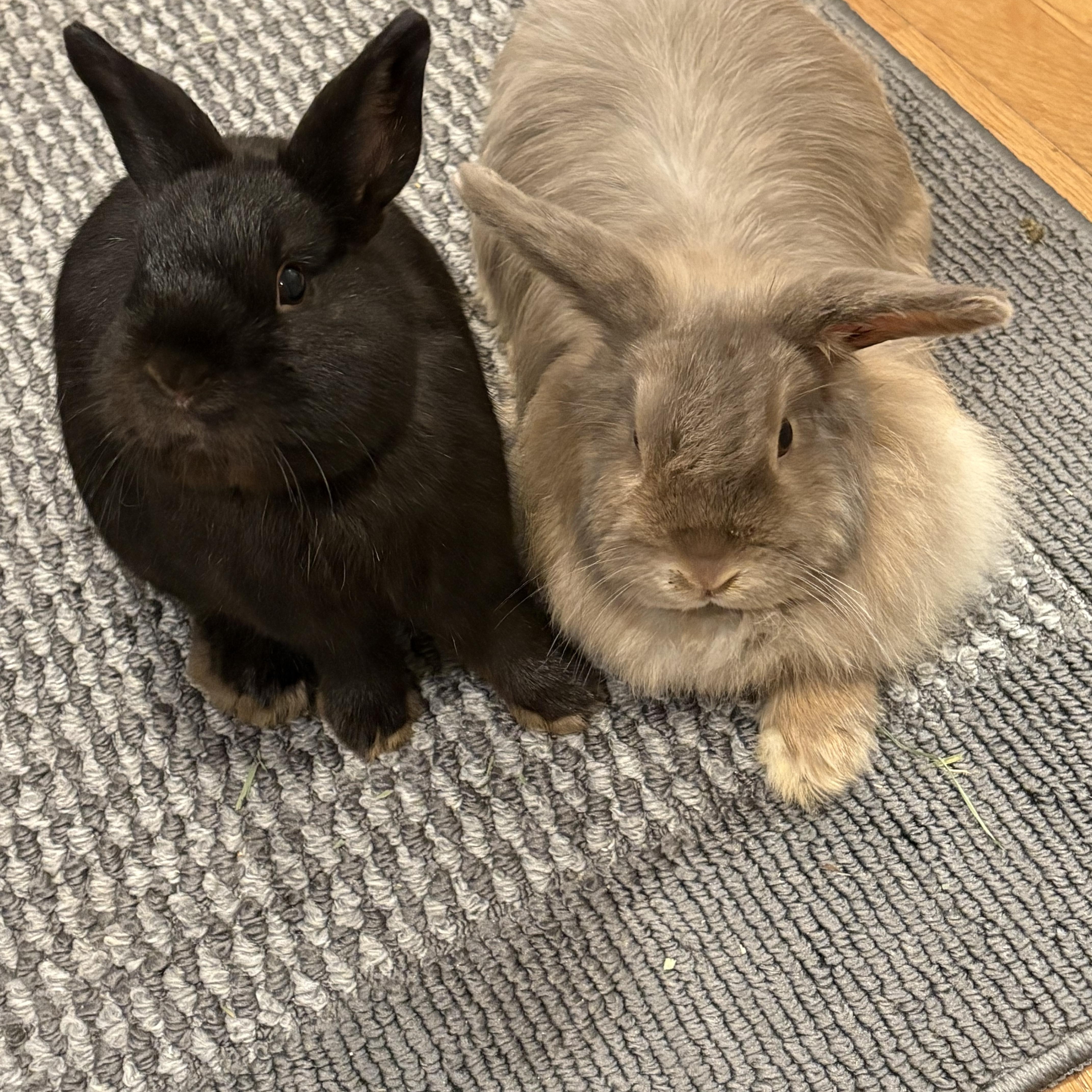 SADIE & SLIM SHADY, Adoptable, Adult Male Dwarf.
