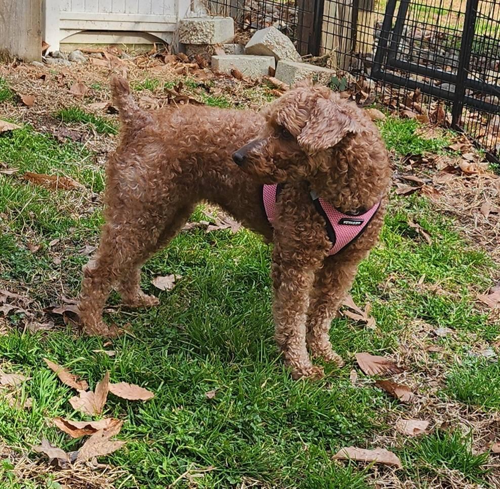 Enlarge Roxy & Minnie - Southern MD Foster Needed, a Adoptable Miniature Poodle in Huntingtown, MD image 3/4