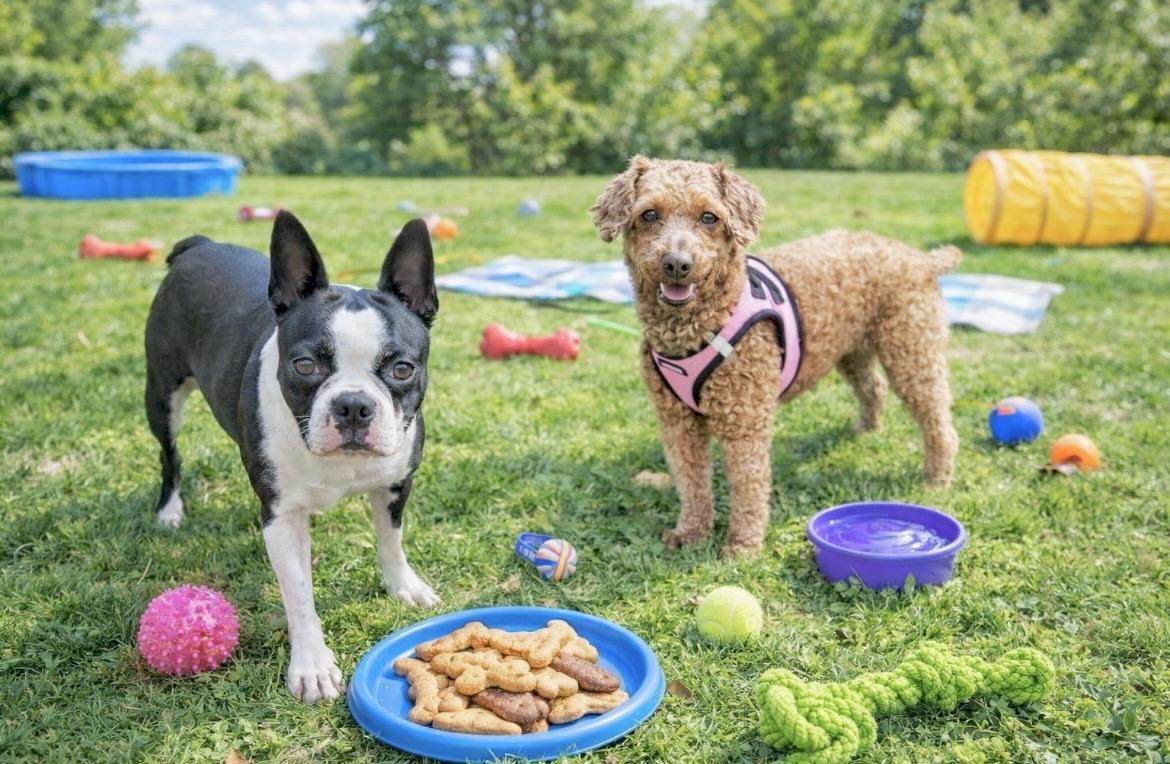 Enlarge Roxy & Minnie - Southern MD Foster Needed, a Adoptable Miniature Poodle in Huntingtown, MD image 1/4