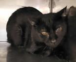 ISO 20, Adoptable, Adult Male Domestic Short Hair.