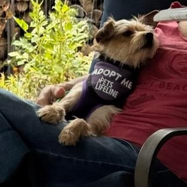 Mr. Pepper, Adoptable, Adult Male Silky Terrier.