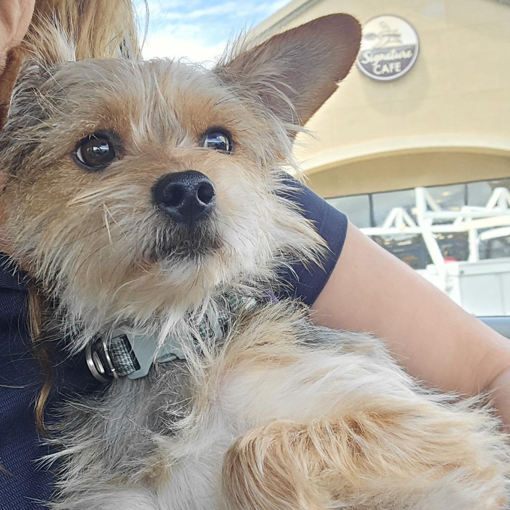 Mr. Pepper, a Adoptable Silky Terrier in Sonoma, CA image 2/4