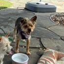 Mr. Pepper, a Adoptable Silky Terrier in Sonoma, CA image 3/4