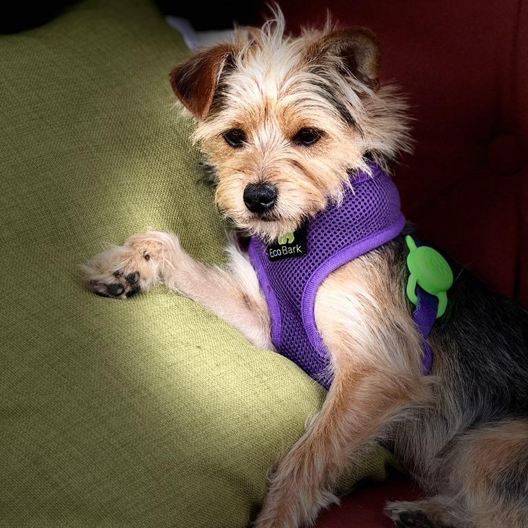 Mr. Pepper, a Adoptable Silky Terrier in Sonoma, CA image 4/4