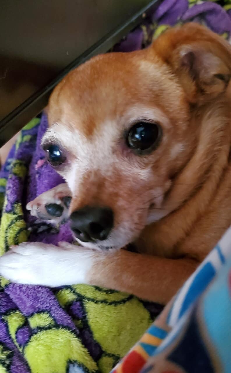 Enlarge ZOEY, a Adopted Chihuahua in Palm City, FL image 1/4