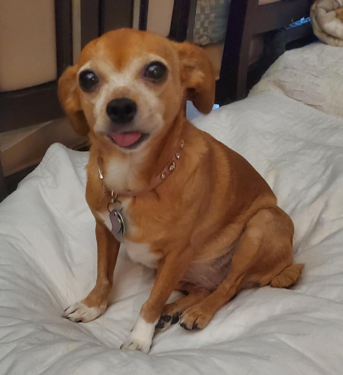 Enlarge ZOEY, a Adopted Chihuahua in Palm City, FL image 2/4