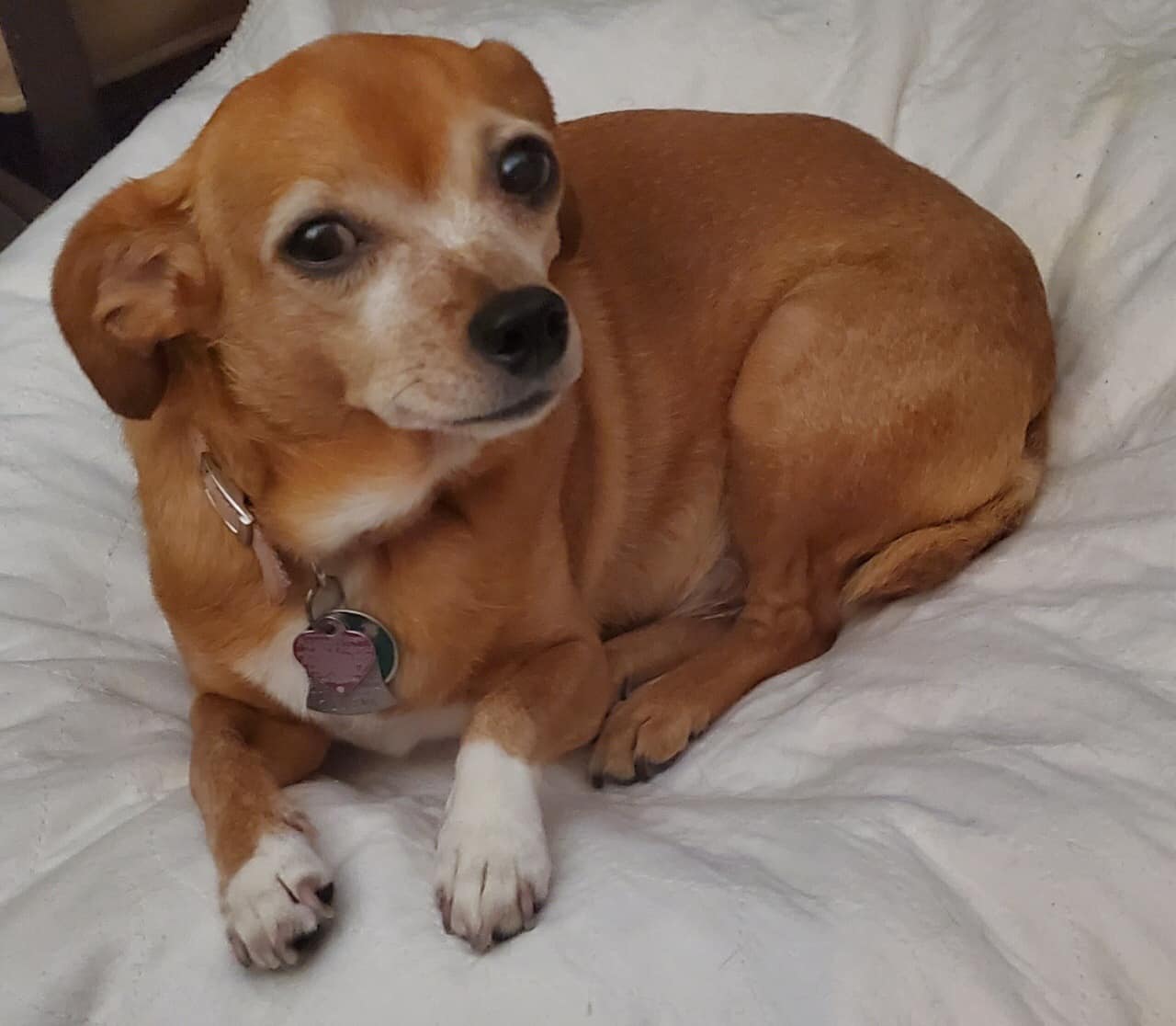 Enlarge ZOEY, a Adopted Chihuahua in Palm City, FL image 3/4