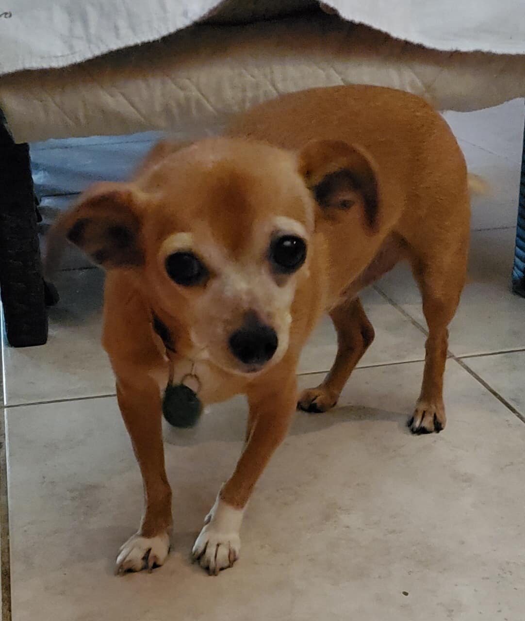 Enlarge ZOEY, a Adopted Chihuahua in Palm City, FL image 4/4