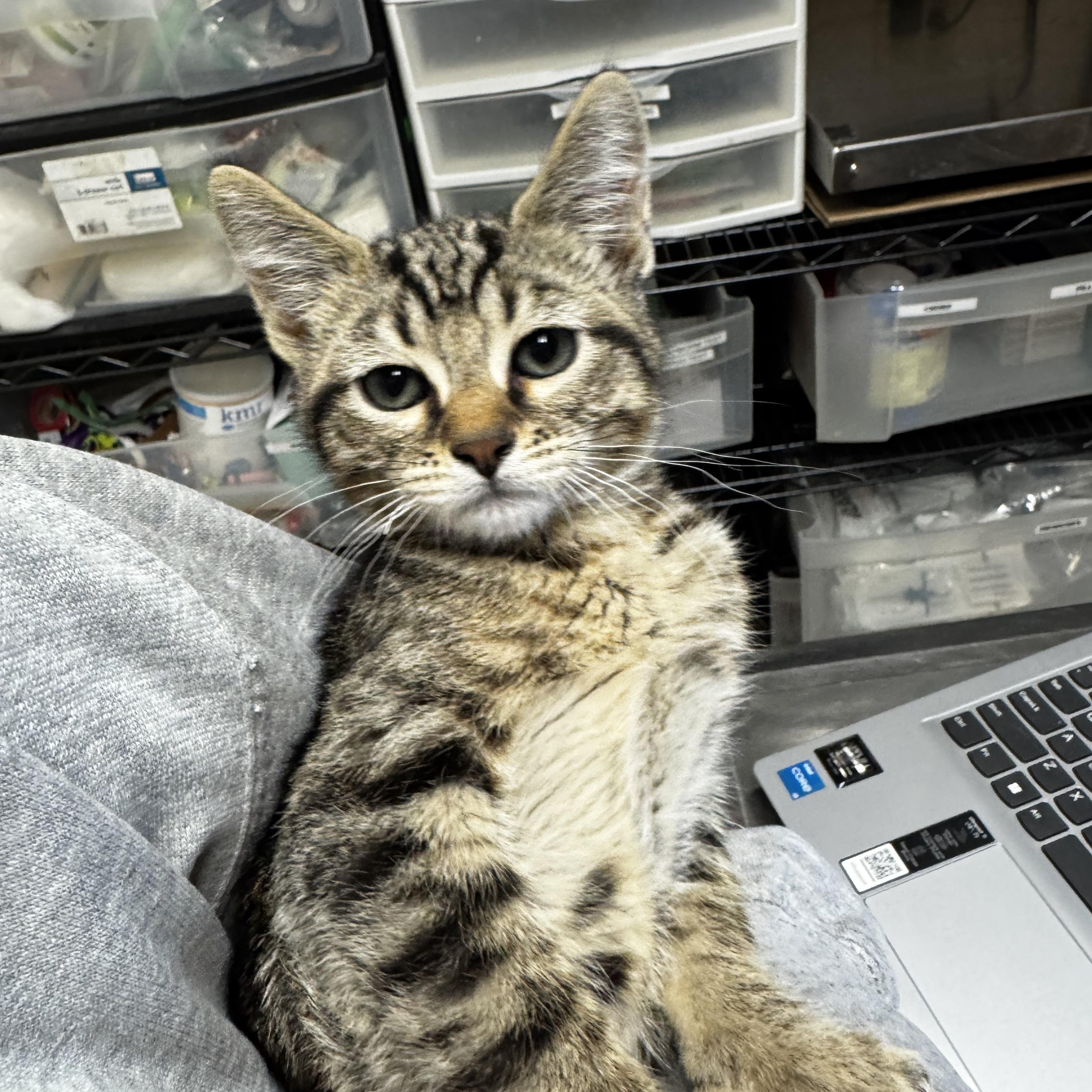 Enlarge Dunkin, a ADOPTABLE Domestic Short Hair in Dodgeville, WI image 1/1