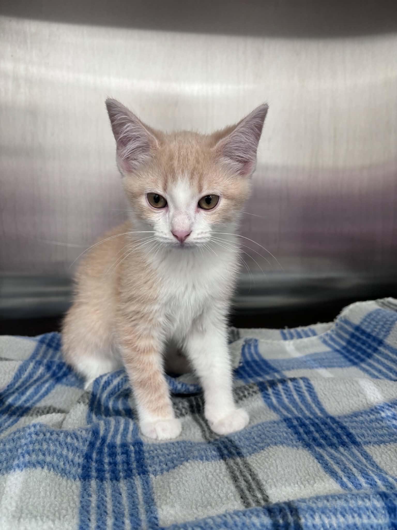 Enlarge Brie Cheese (Lisa-fostered in TN), a Adoptable Domestic Short Hair in Brooklyn, CT image 3/3