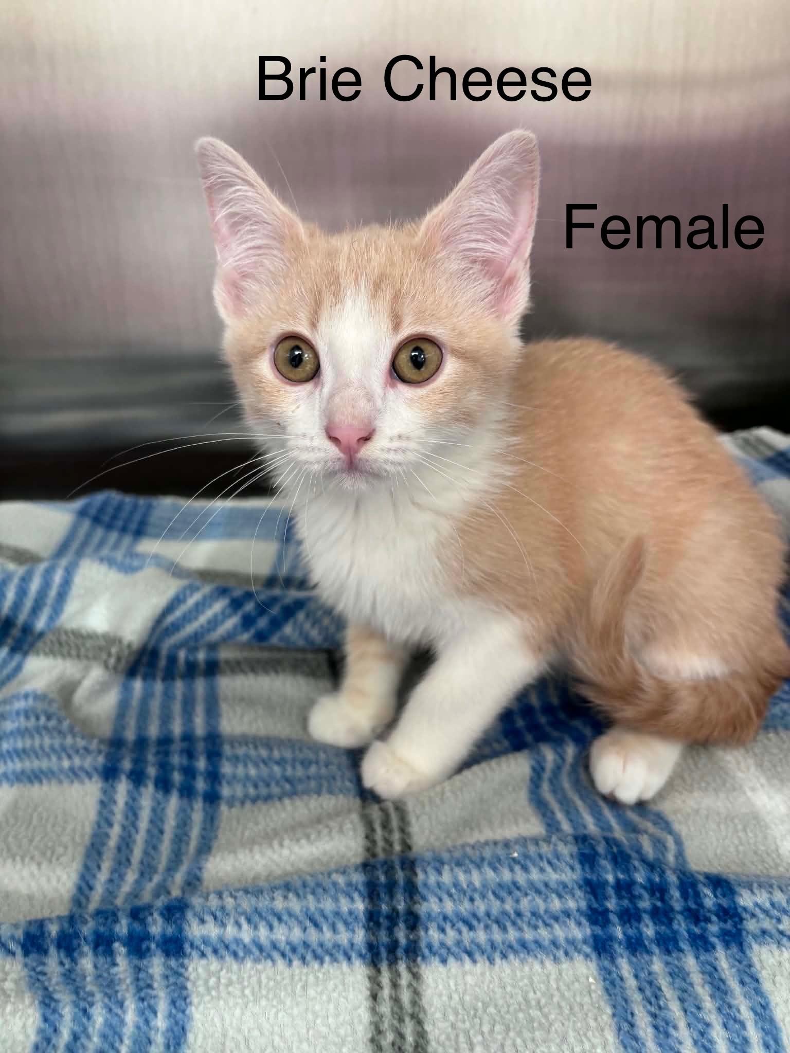 Brie Cheese (Lisa-fostered in TN), Adoptable, Kitten Female Domestic Short Hair.
