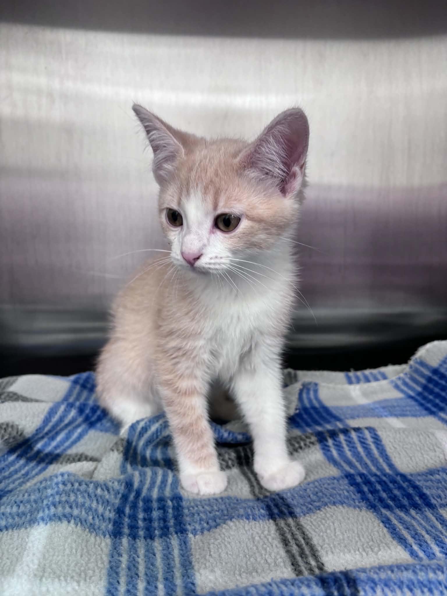 Enlarge Brie Cheese (Lisa-fostered in TN), a Adoptable Domestic Short Hair in Brooklyn, CT image 2/3