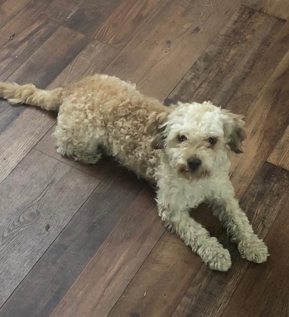 Poo Bear, Adopted, Adult Male Poodle.