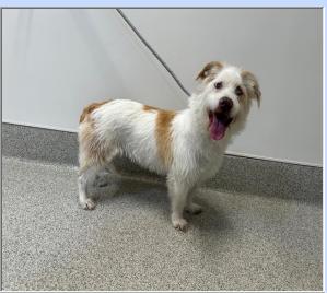 Guera, Adoptable, Senior Female Glen of Imaal Terrier & Aussiedoodle.