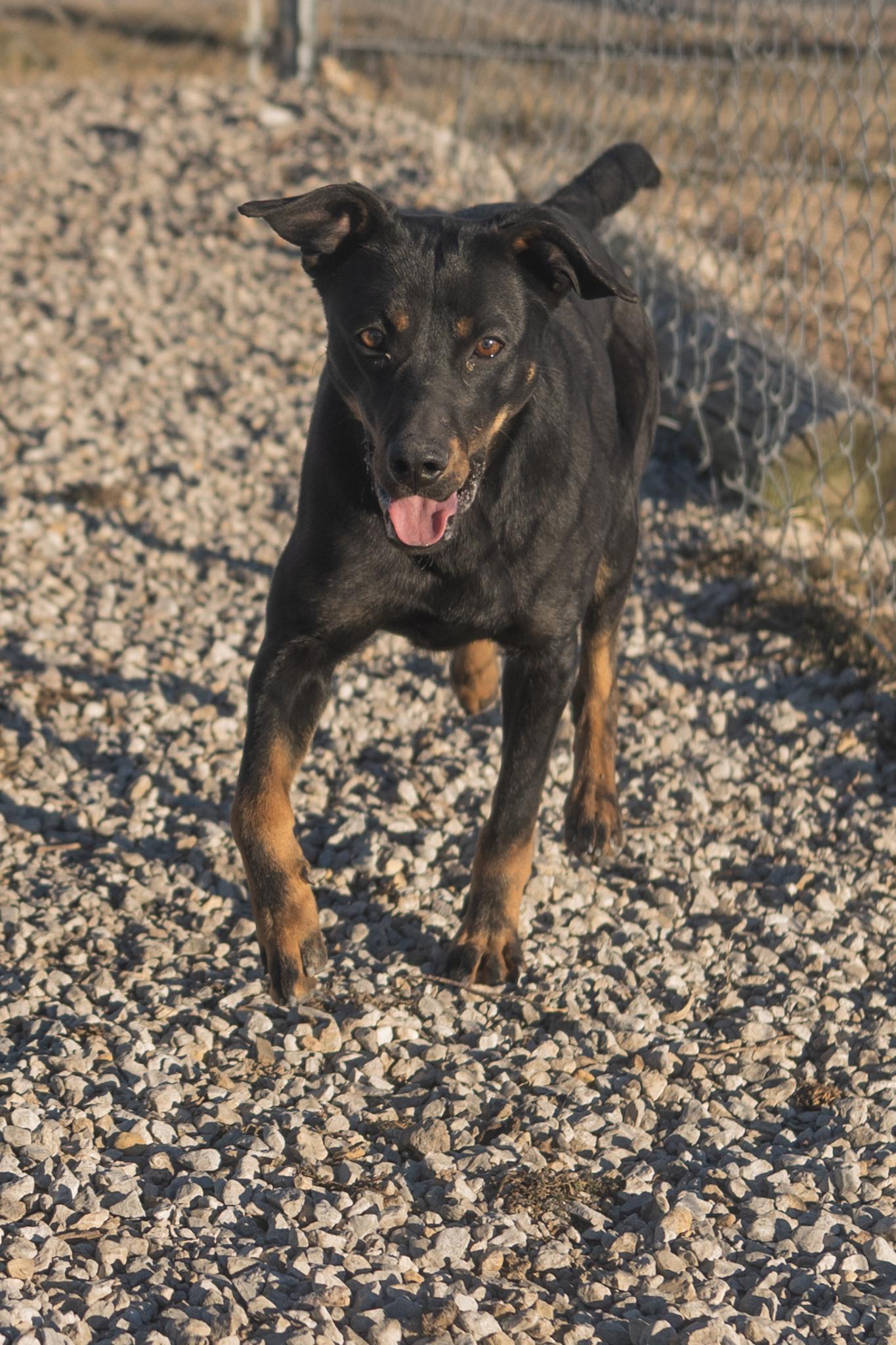Enlarge Kody, a ADOPTABLE mixed breed in Hiawatha, KS image 2/4