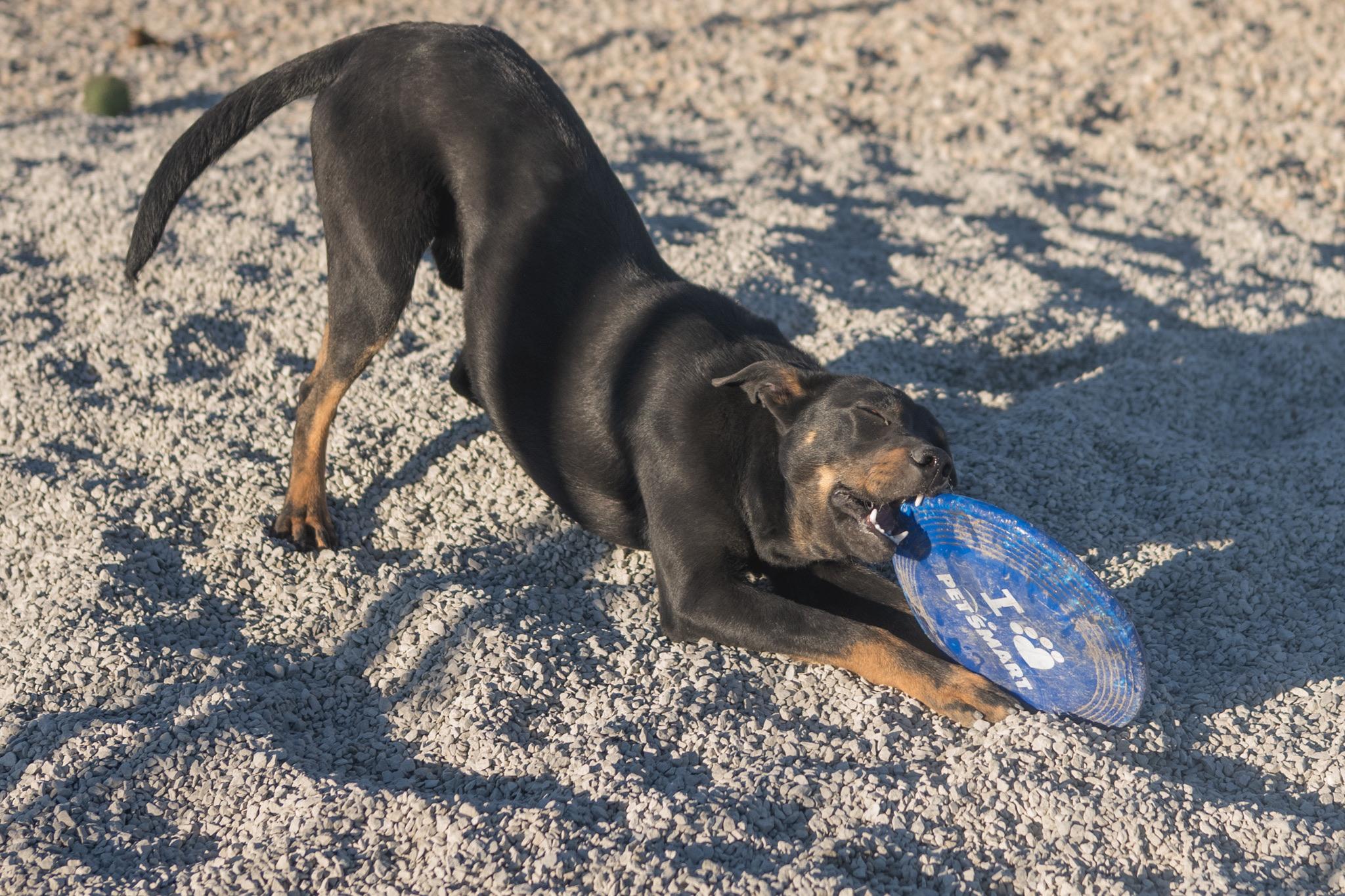Enlarge Kody, a ADOPTABLE mixed breed in Hiawatha, KS image 4/4