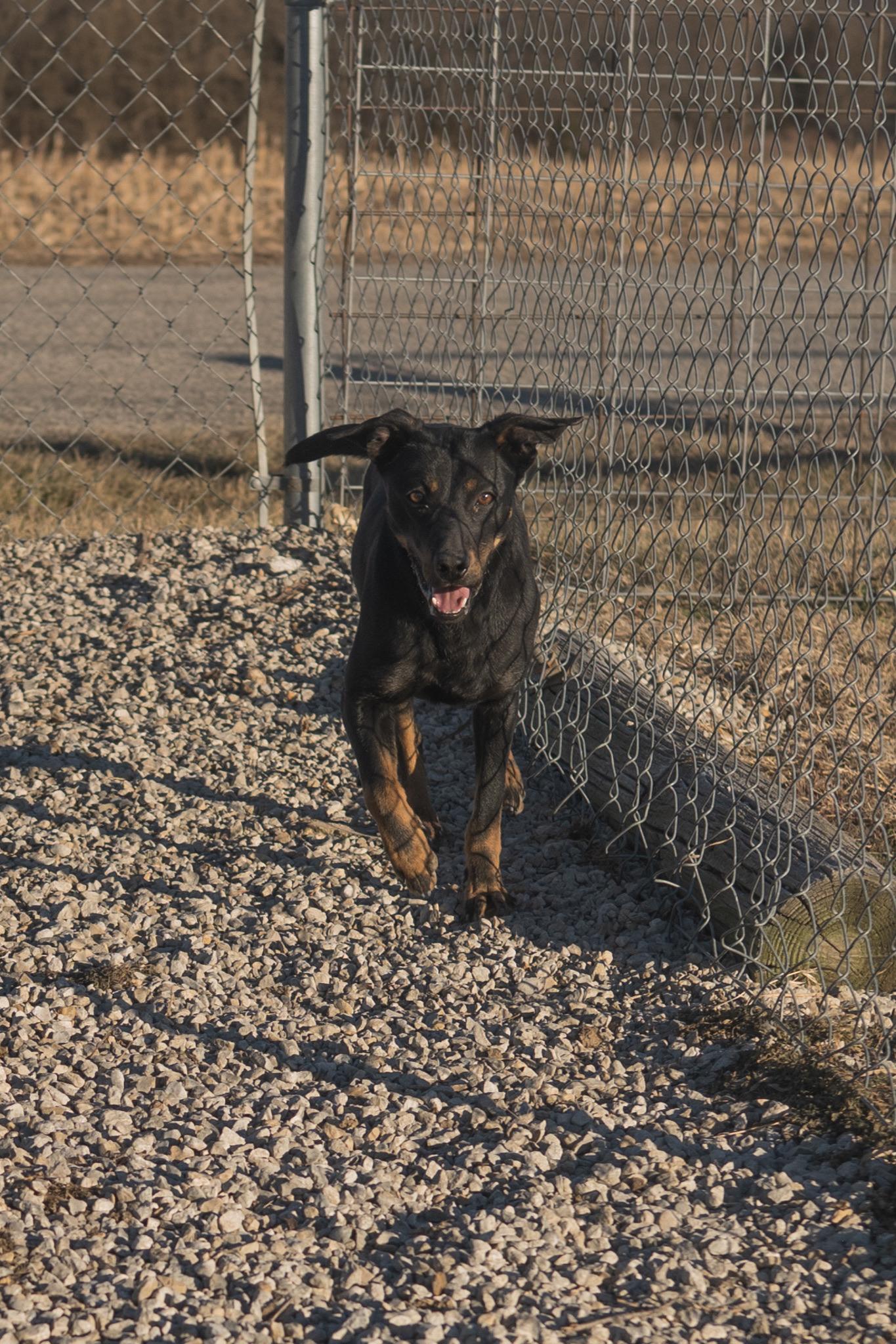 Enlarge Kody, a ADOPTABLE mixed breed in Hiawatha, KS image 3/4