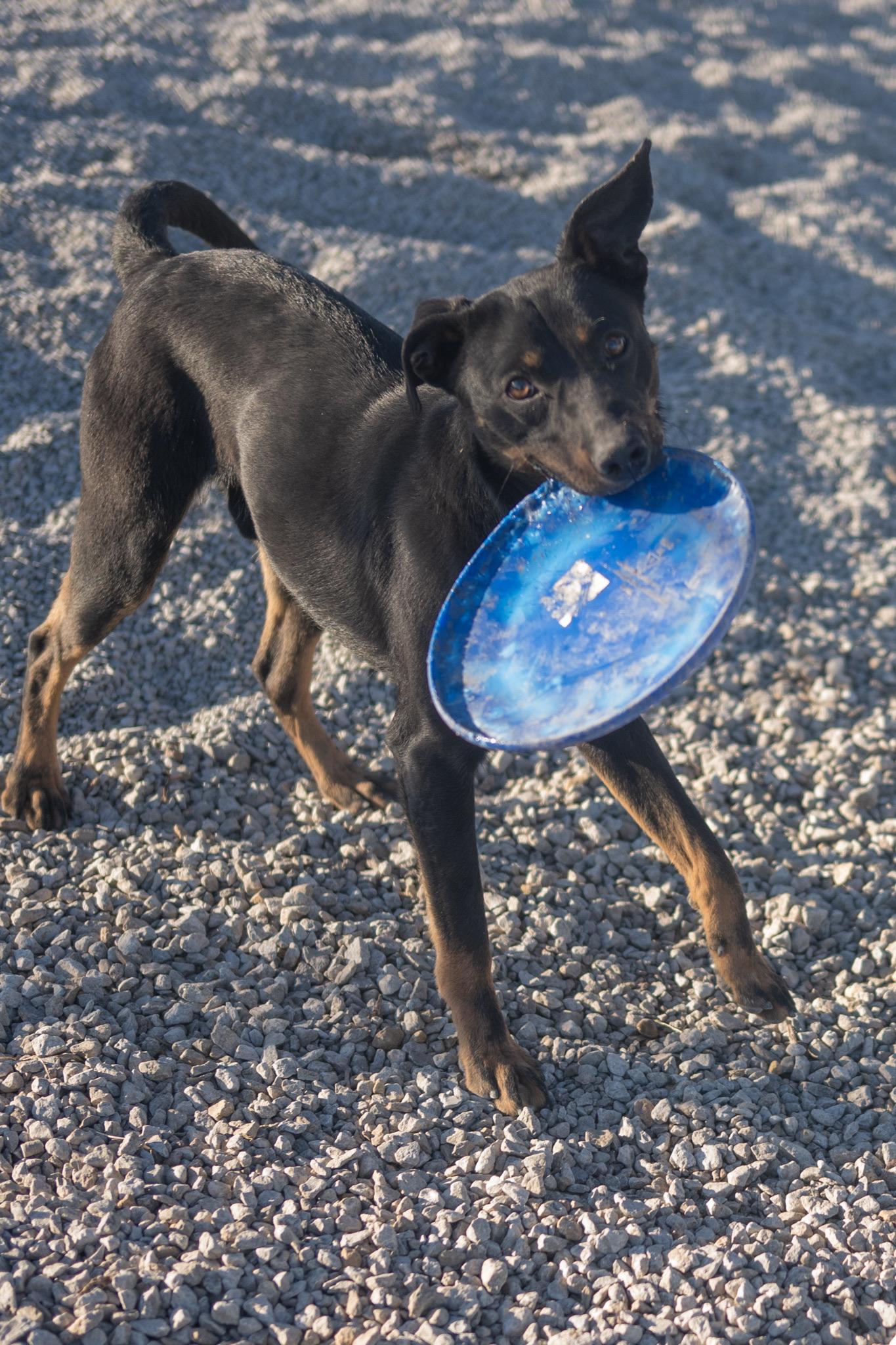 Kody, ADOPTABLE, Young Male Miniature Pinscher & Terrier.