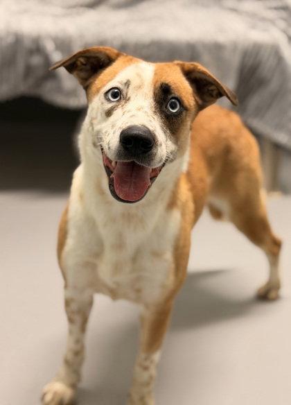 Cuddle (7152), Adoptable, Adult Female Australian Cattle Dog / Blue Heeler.