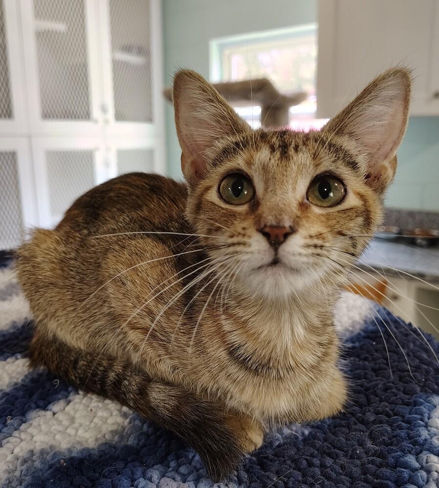 Enlarge Genesis, a Adoptable Domestic Short Hair in San Leon, TX image 1/6