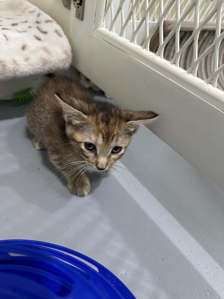 Enlarge Genesis, a Adoptable Domestic Short Hair in San Leon, TX image 2/6