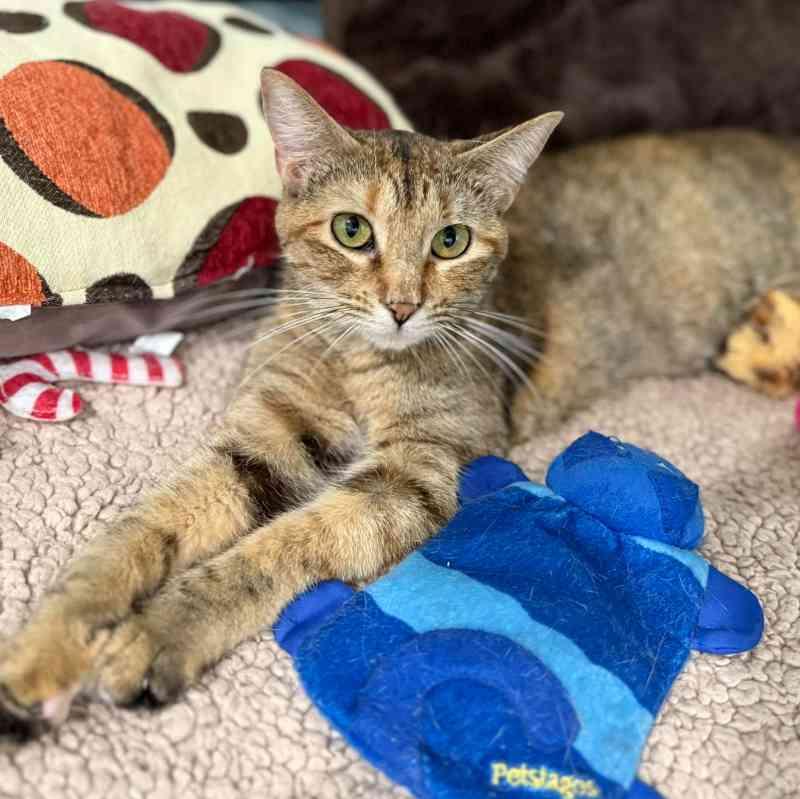 Enlarge Genesis, a Adoptable Domestic Short Hair in San Leon, TX image 3/6