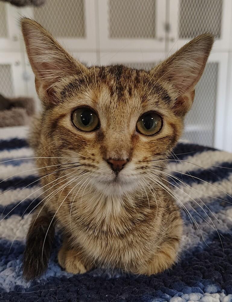 Enlarge Genesis, a Adoptable Domestic Short Hair in San Leon, TX image 4/6