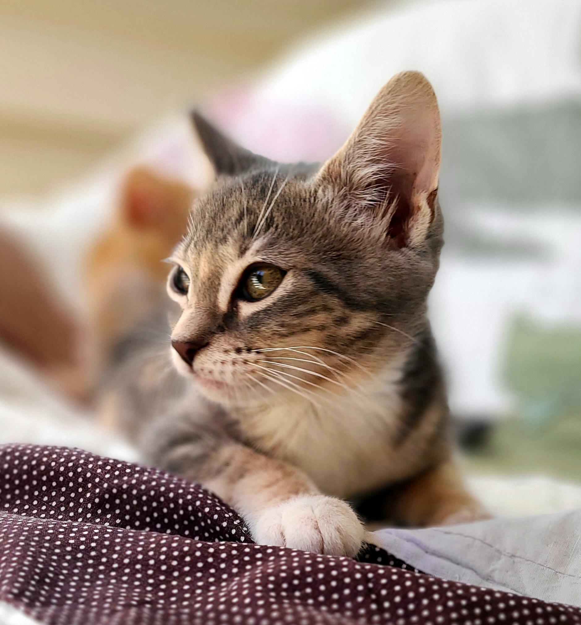 Enlarge Bizee & Mason, an adopted Domestic Short Hair in Kirkland, WA image 5/6