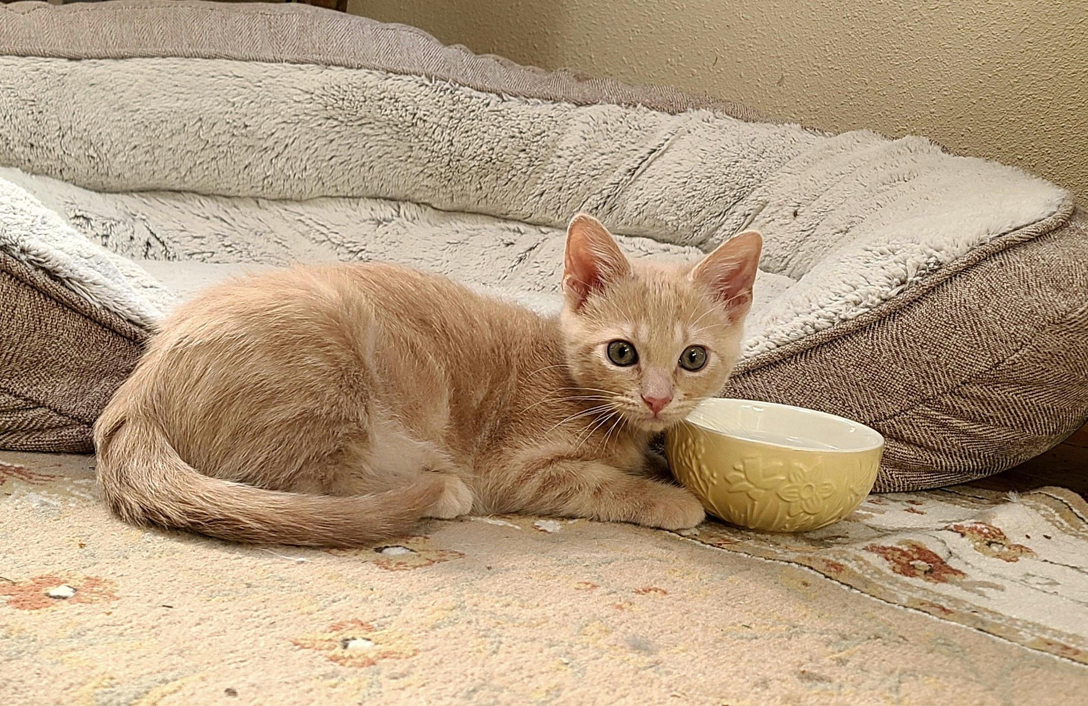 Enlarge Bizee & Mason, an adopted Domestic Short Hair in Kirkland, WA image 4/6