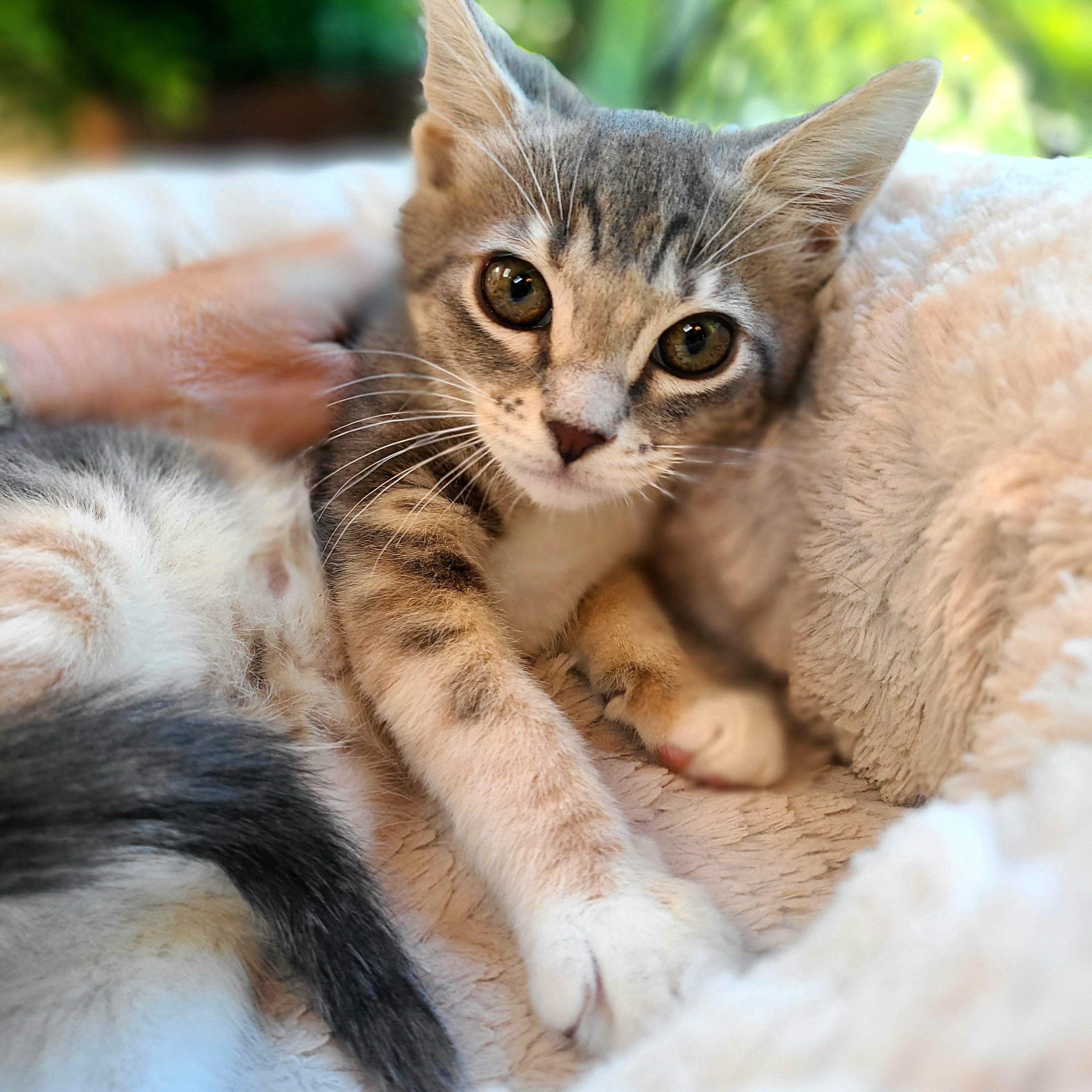 Enlarge Bizee & Mason, an adopted Domestic Short Hair in Kirkland, WA image 3/6