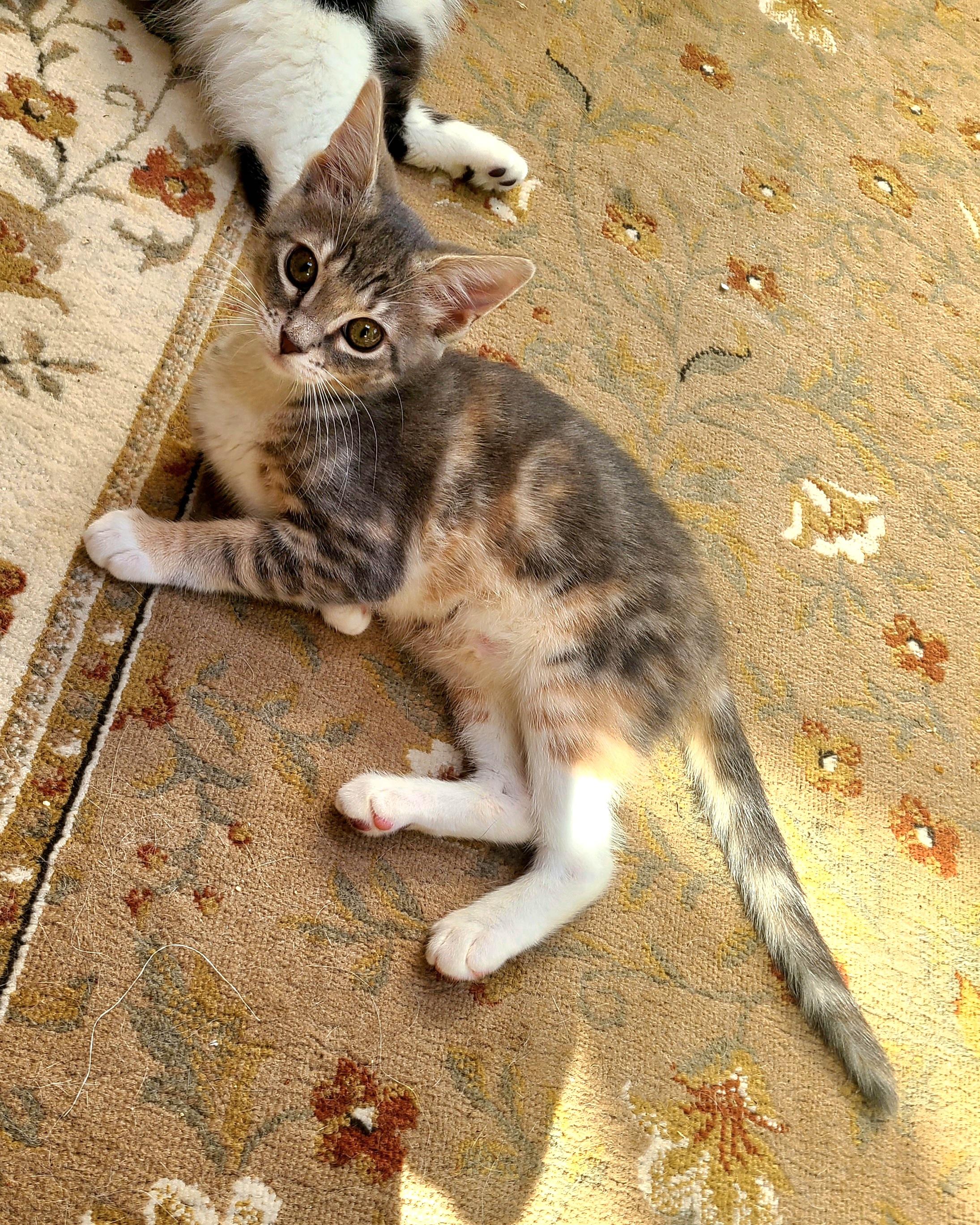 Bizee & Mason, adopted, Kitten Male Domestic Short Hair.