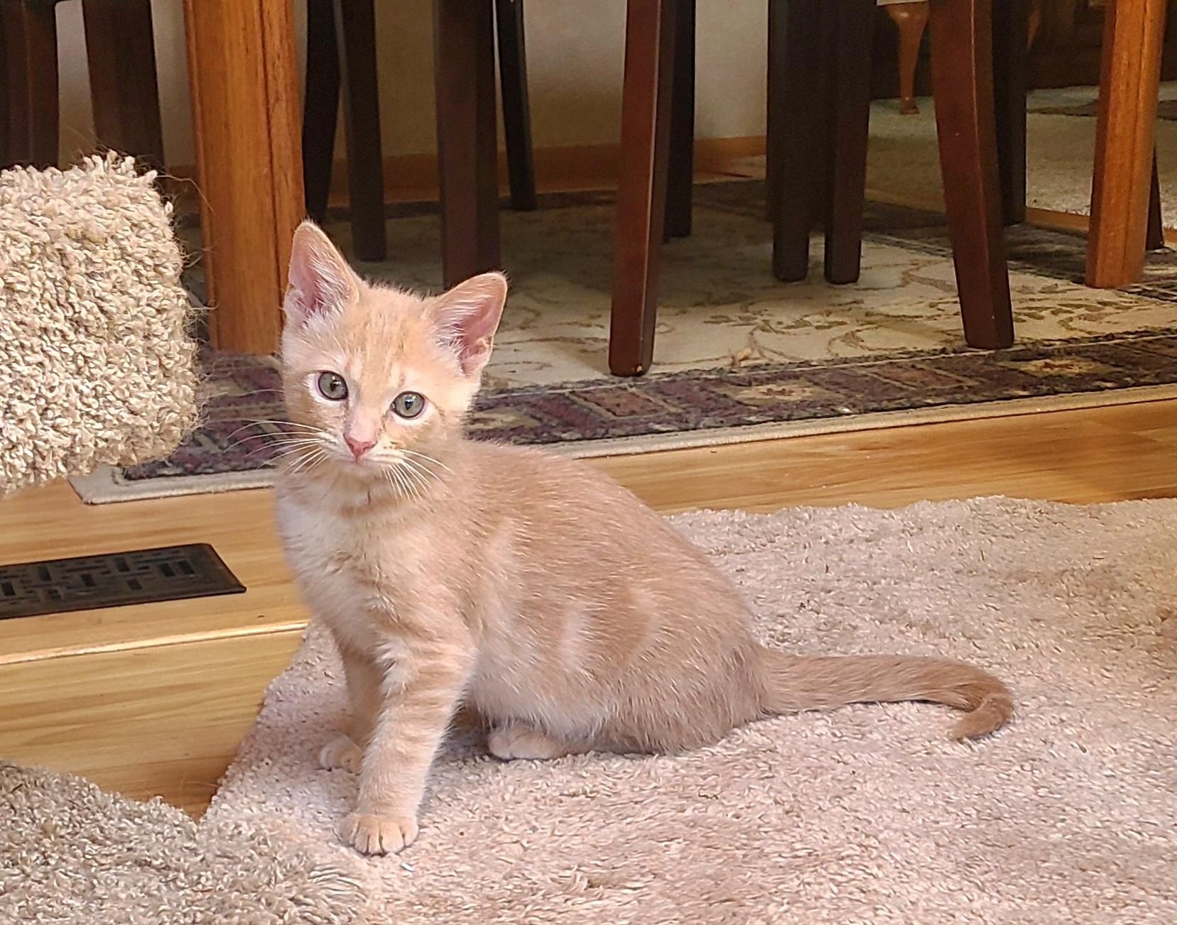 Enlarge Bizee & Mason, an adopted Domestic Short Hair in Kirkland, WA image 2/6