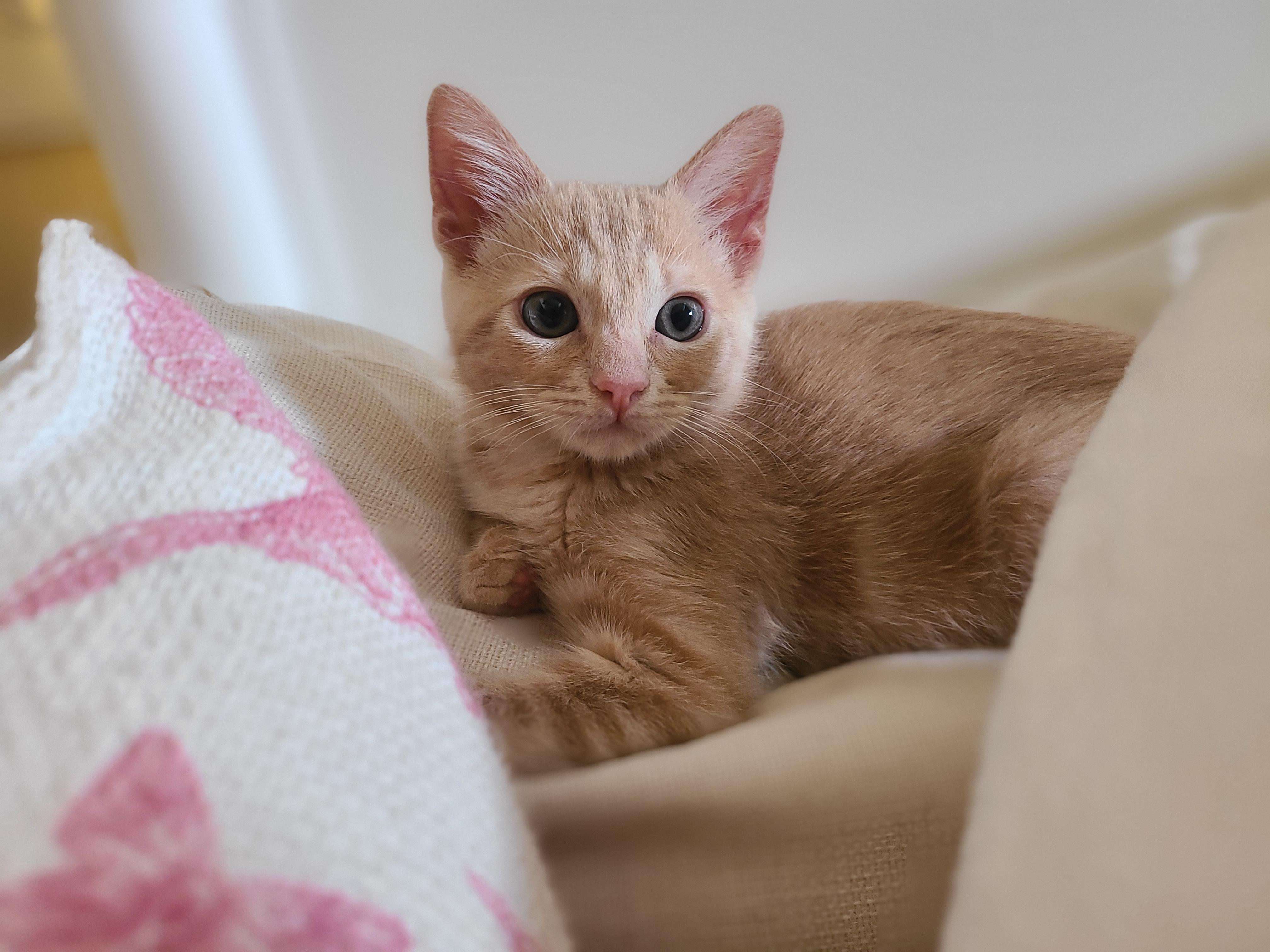 Enlarge Bizee & Mason, an adopted Domestic Short Hair in Kirkland, WA image 6/6