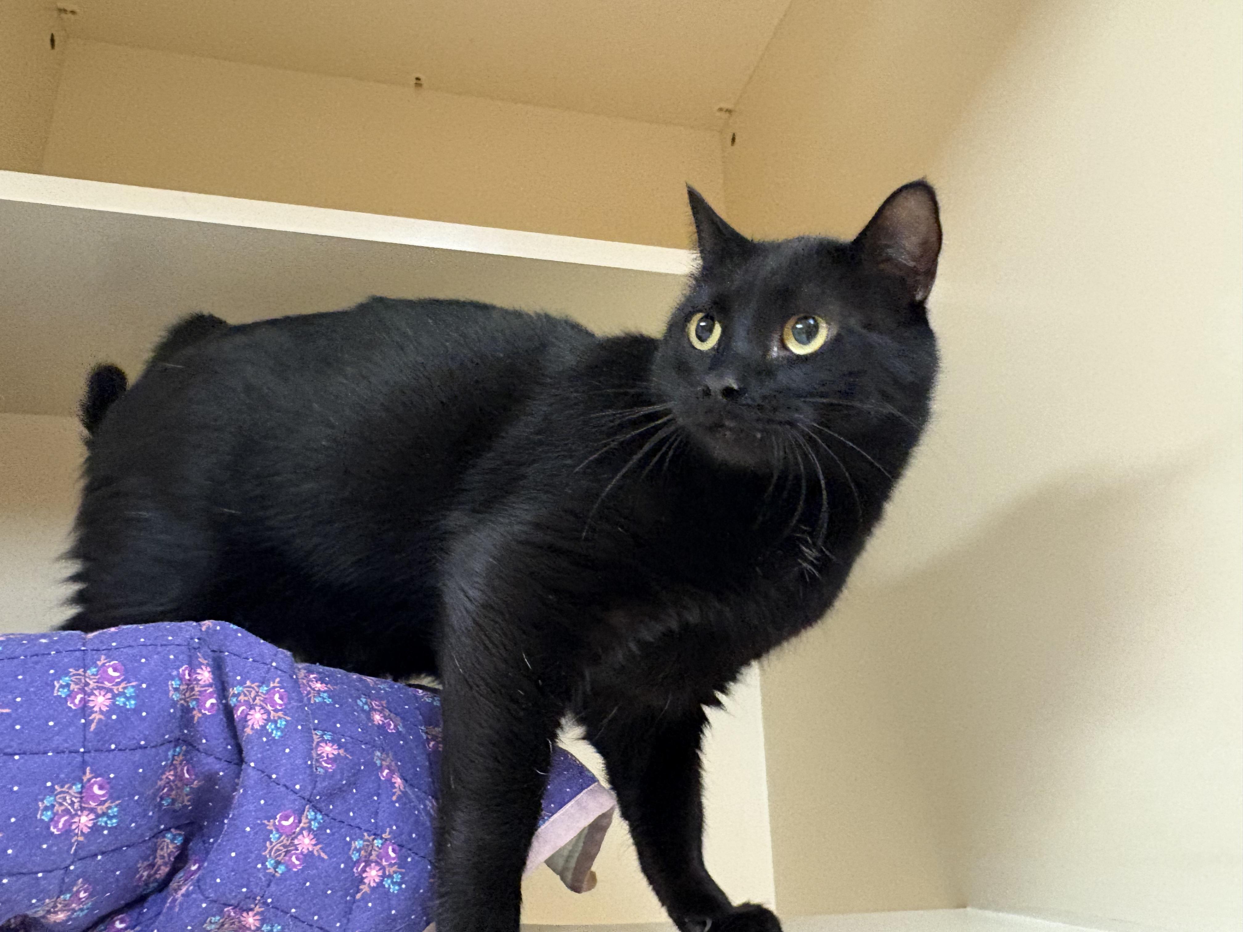 Enlarge Midnight , a ADOPTABLE Domestic Short Hair in Hays, KS image 2/5