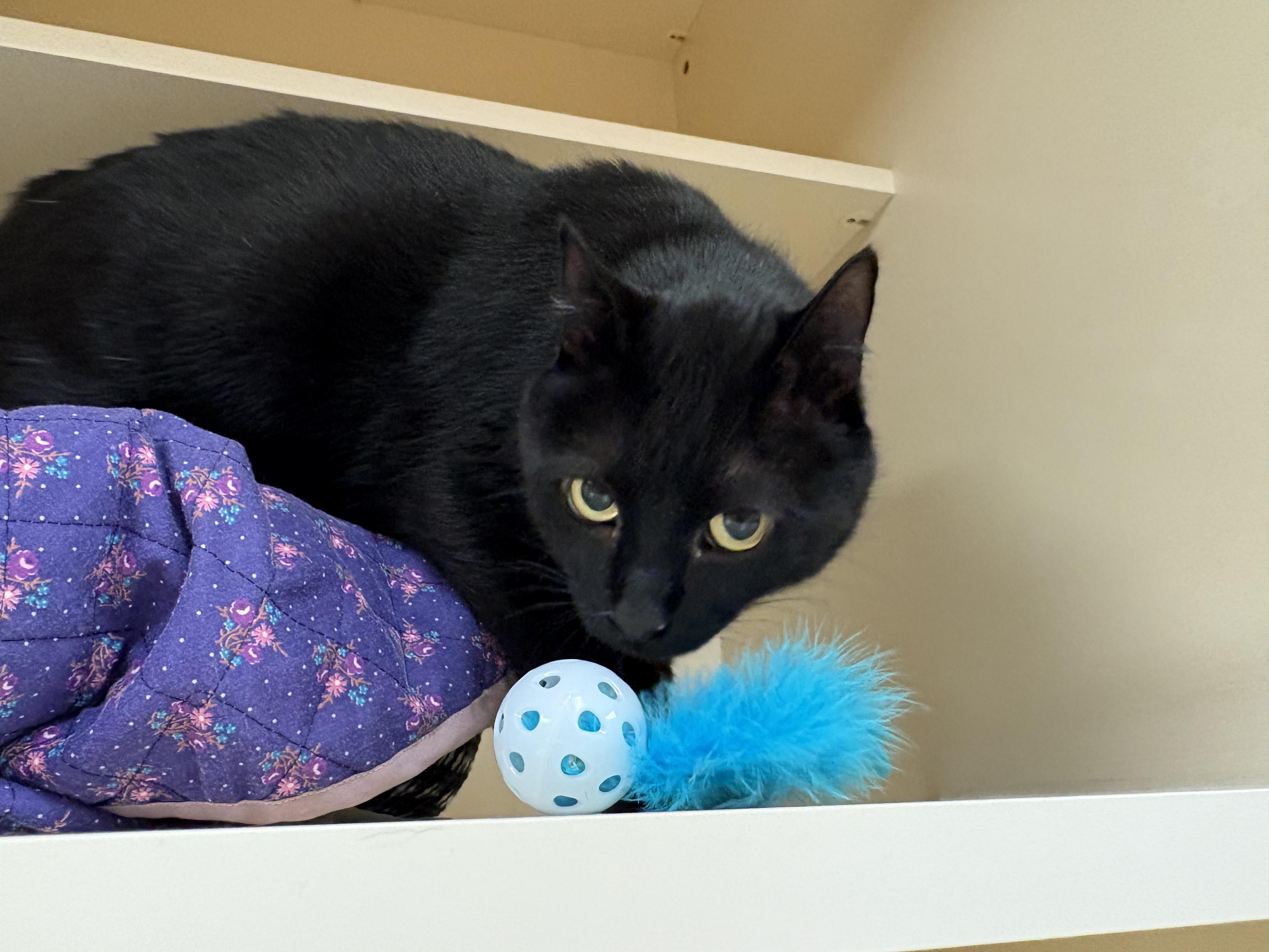 Enlarge Midnight , a ADOPTABLE Domestic Short Hair in Hays, KS image 3/5