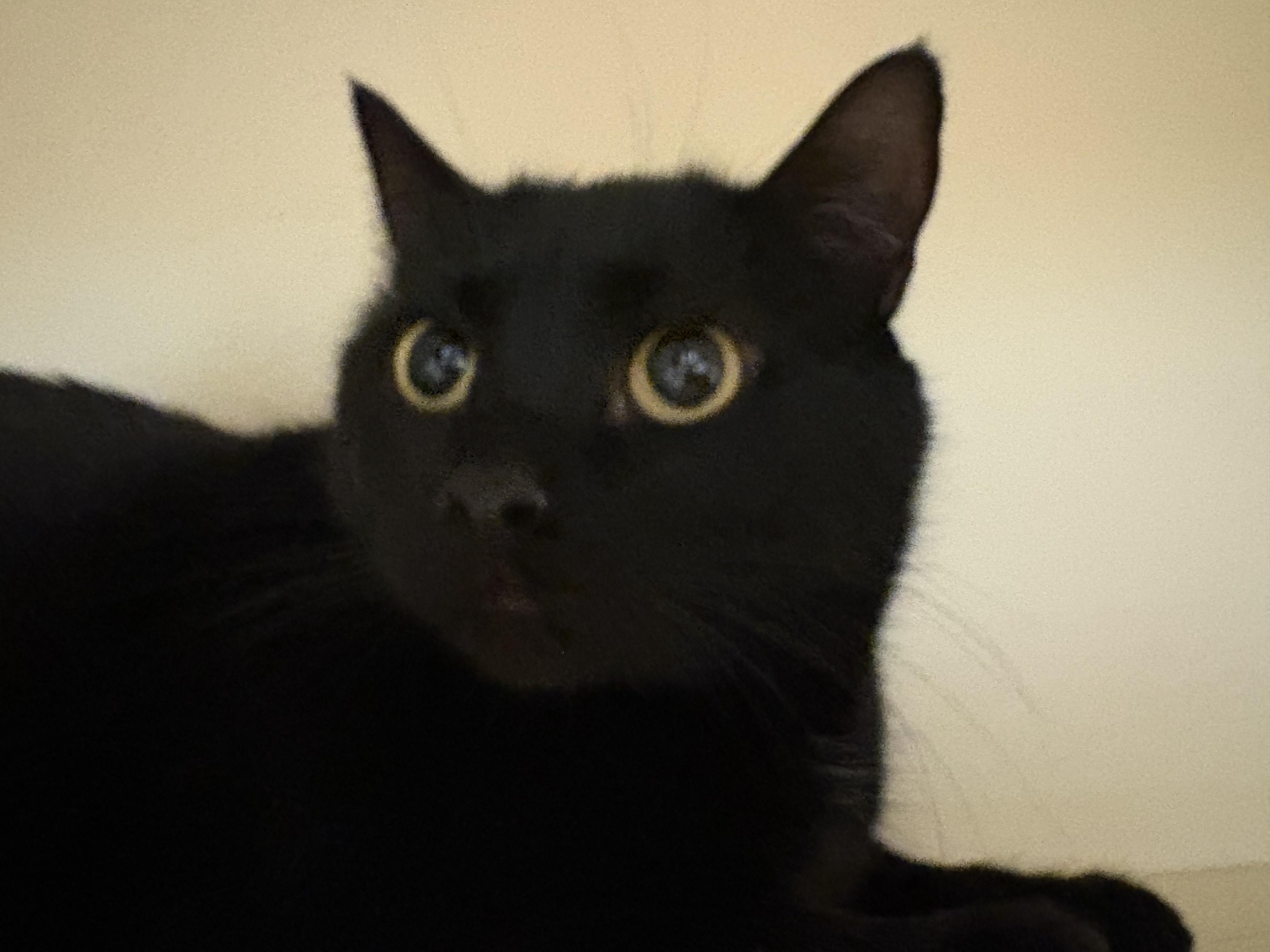 Enlarge Midnight , a ADOPTABLE Domestic Short Hair in Hays, KS image 5/5