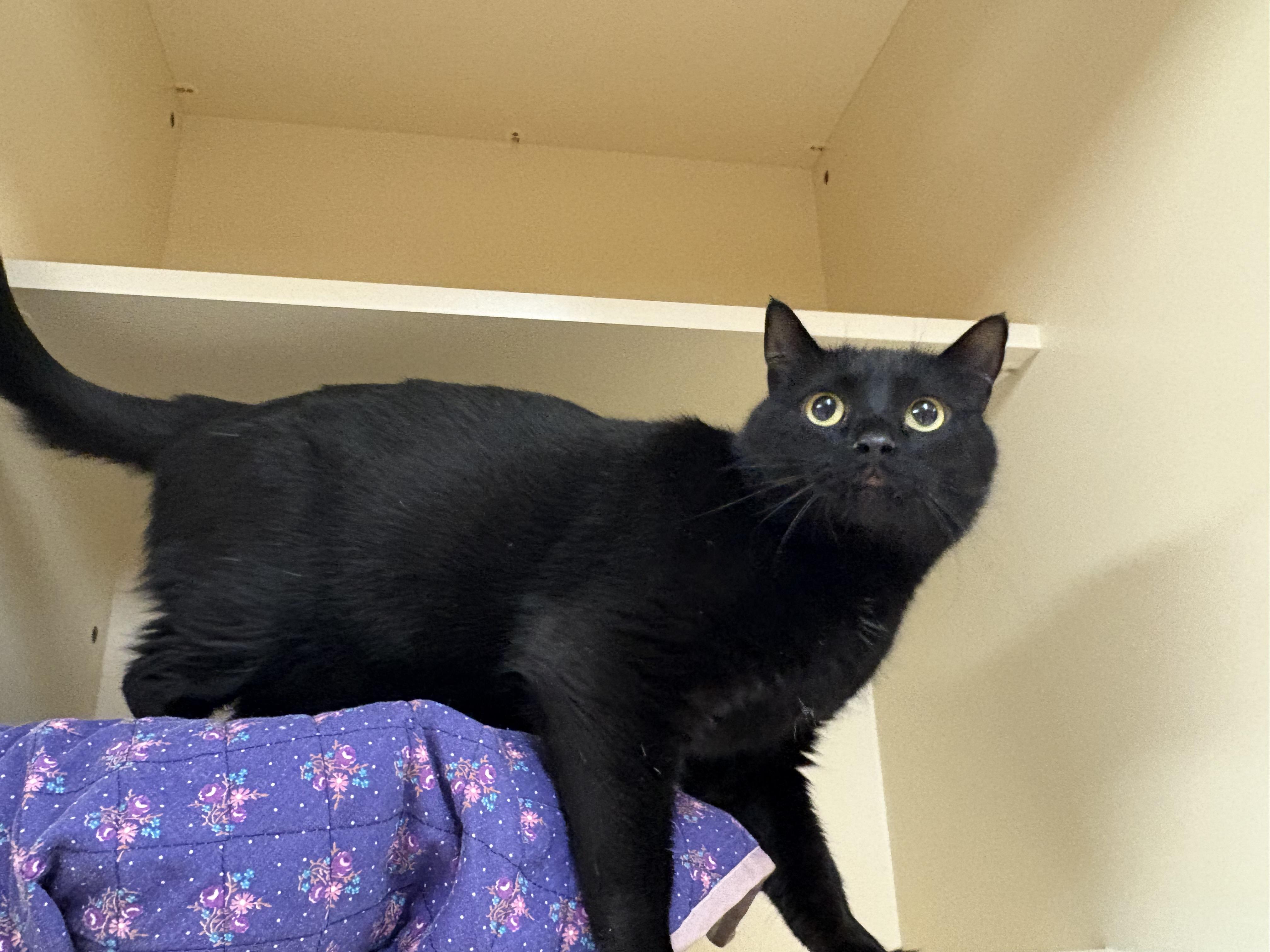 Enlarge Midnight , a ADOPTABLE Domestic Short Hair in Hays, KS image 1/5